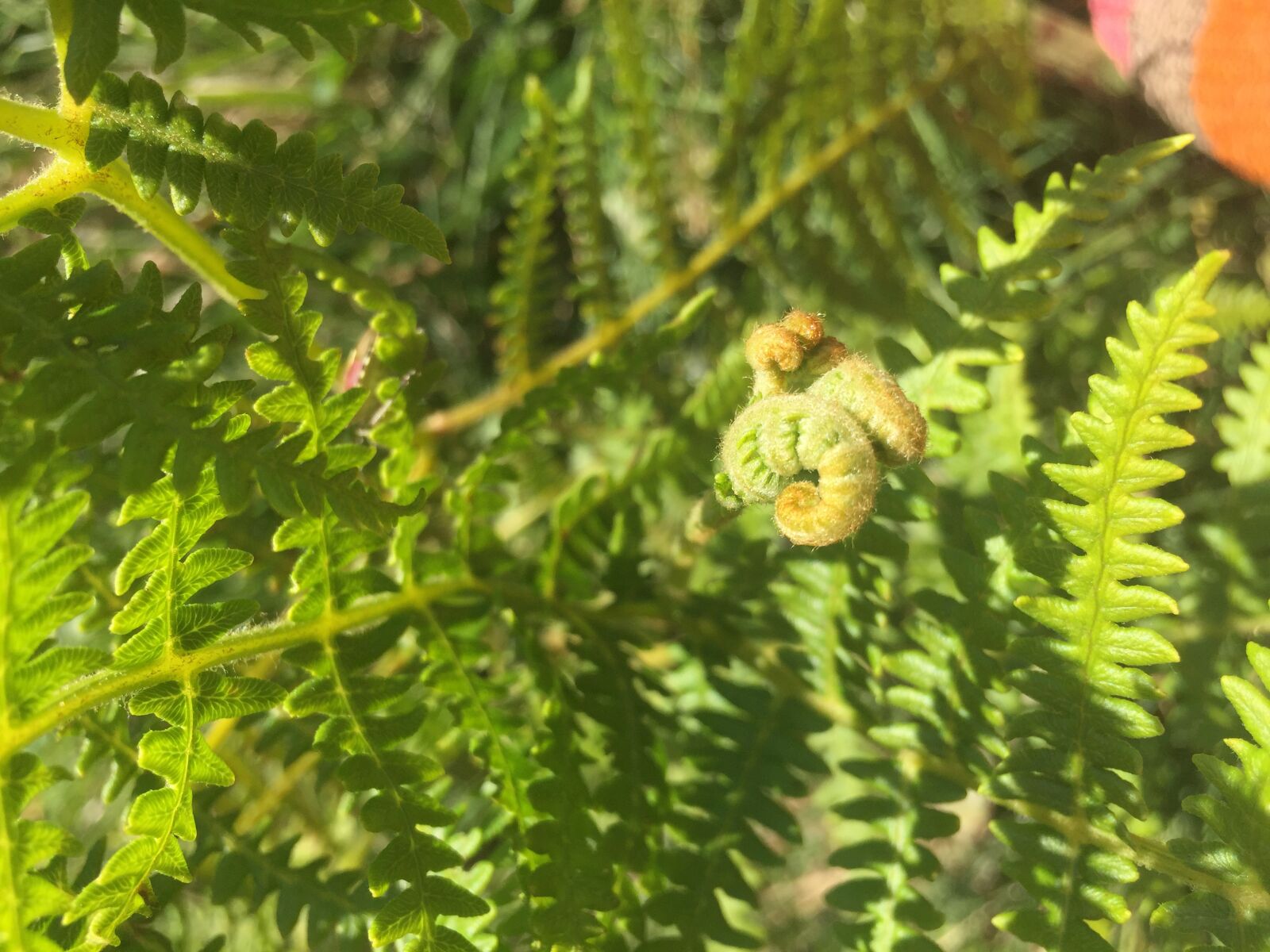 iPhone 6 back camera 4.15mm f/2.2 sample photo. Fern, ferns, green photography