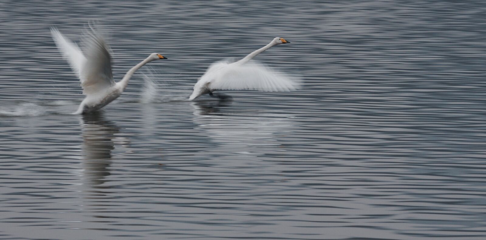 Canon EF 100-400mm F4.5-5.6L IS USM sample photo. Swan, take off, competition photography