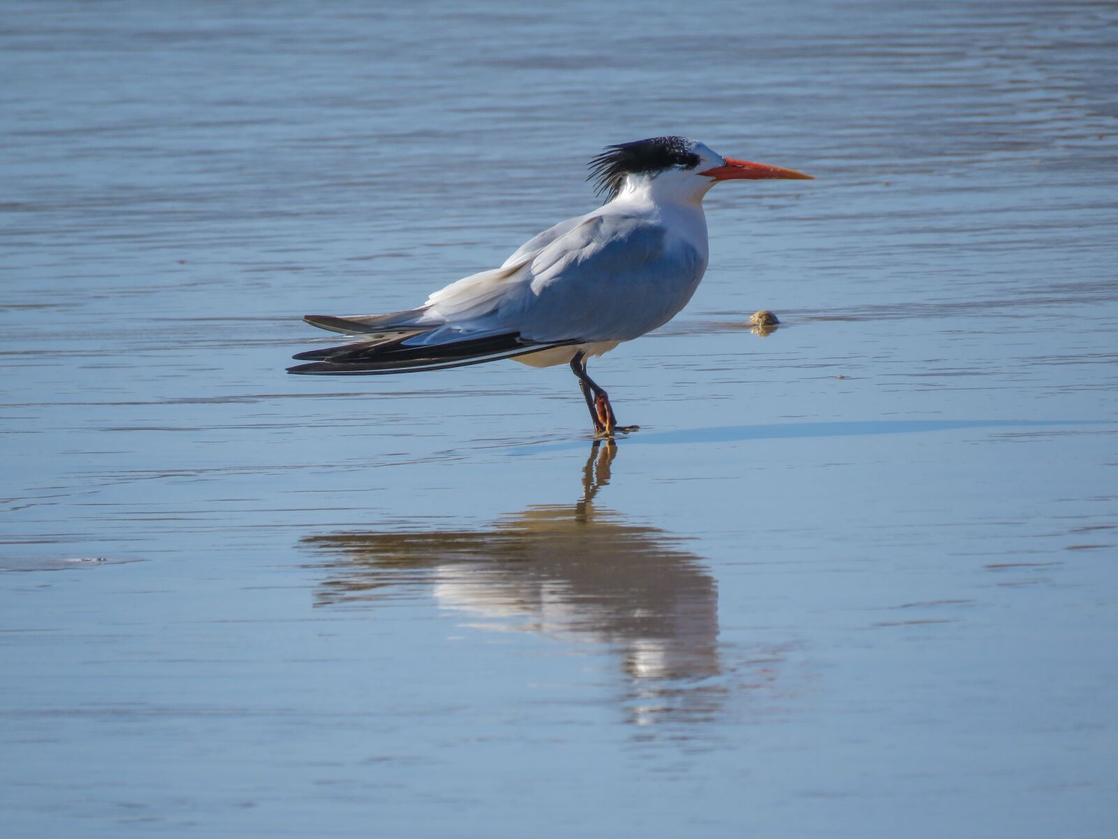 Canon PowerShot SX60 HS sample photo. Royal tern, ocean, bird photography