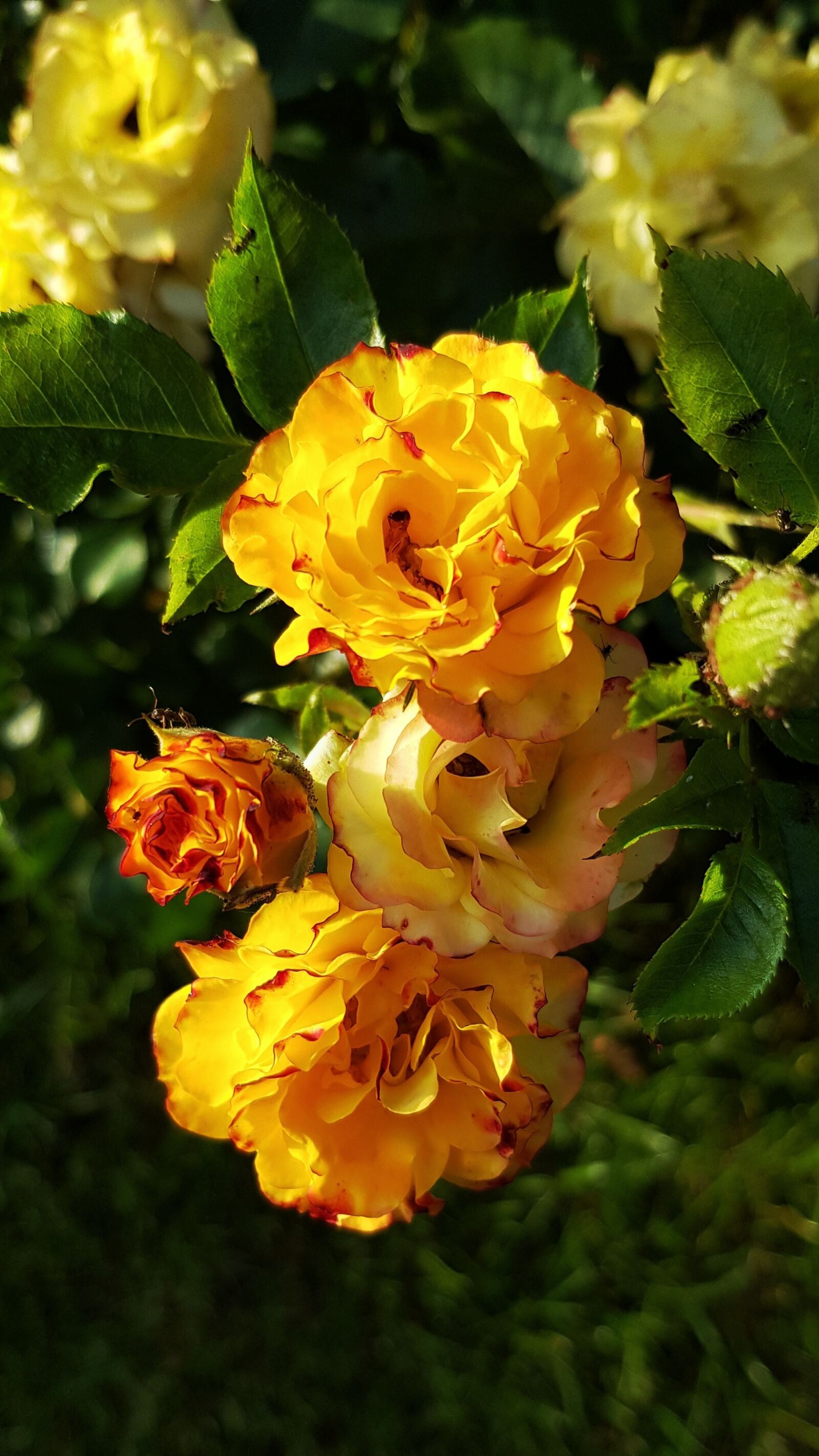 Samsung Galaxy S8 sample photo. Rose, yellow, flowers photography