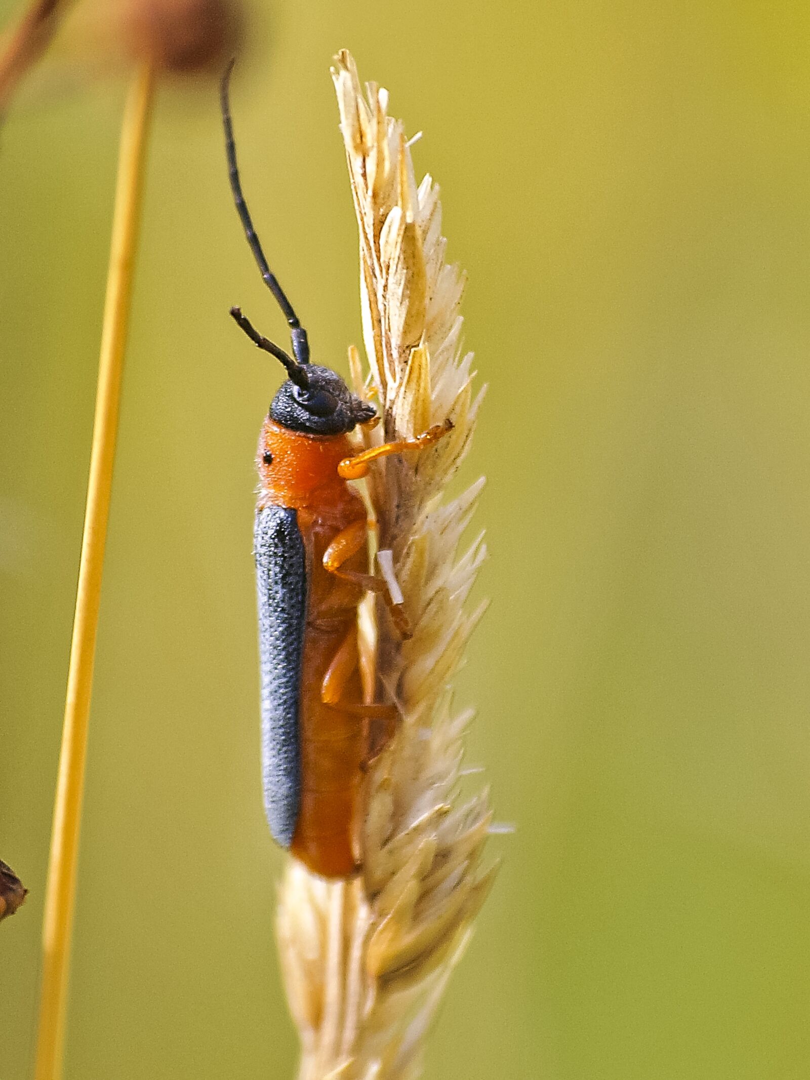 Olympus E-3 sample photo. Beetle, insect, nature photography