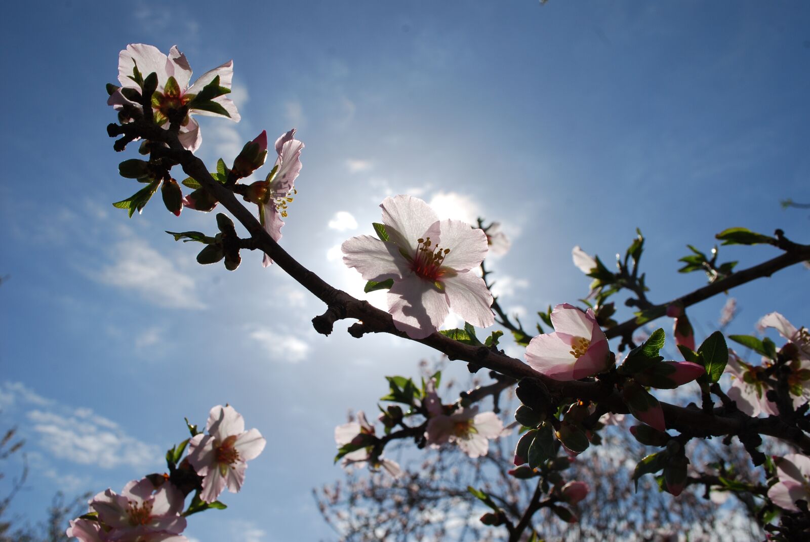 Nikon D80 sample photo. Flower, tree, spring photography