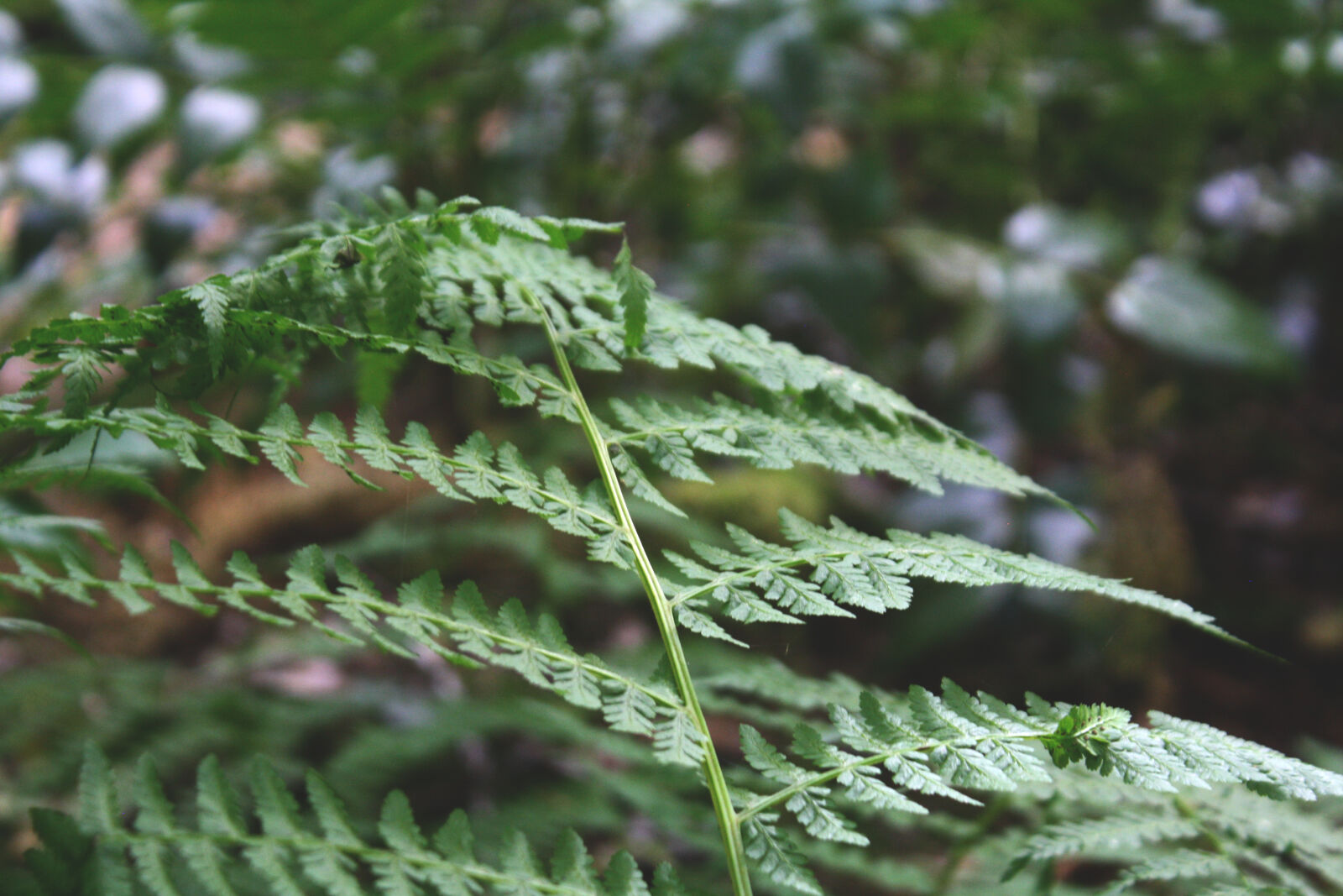 Canon EF-S 18-55mm F3.5-5.6 IS sample photo. Fern, forest, mountain photography