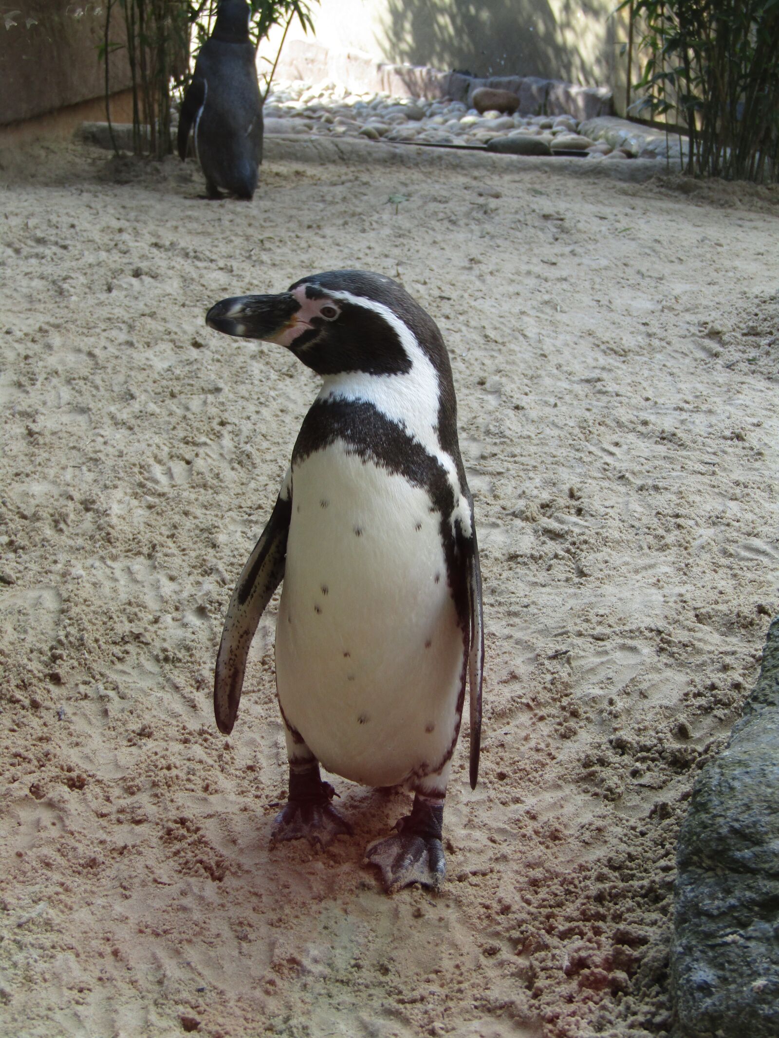 Canon PowerShot SX410 IS sample photo. Penguin, walking, standing photography