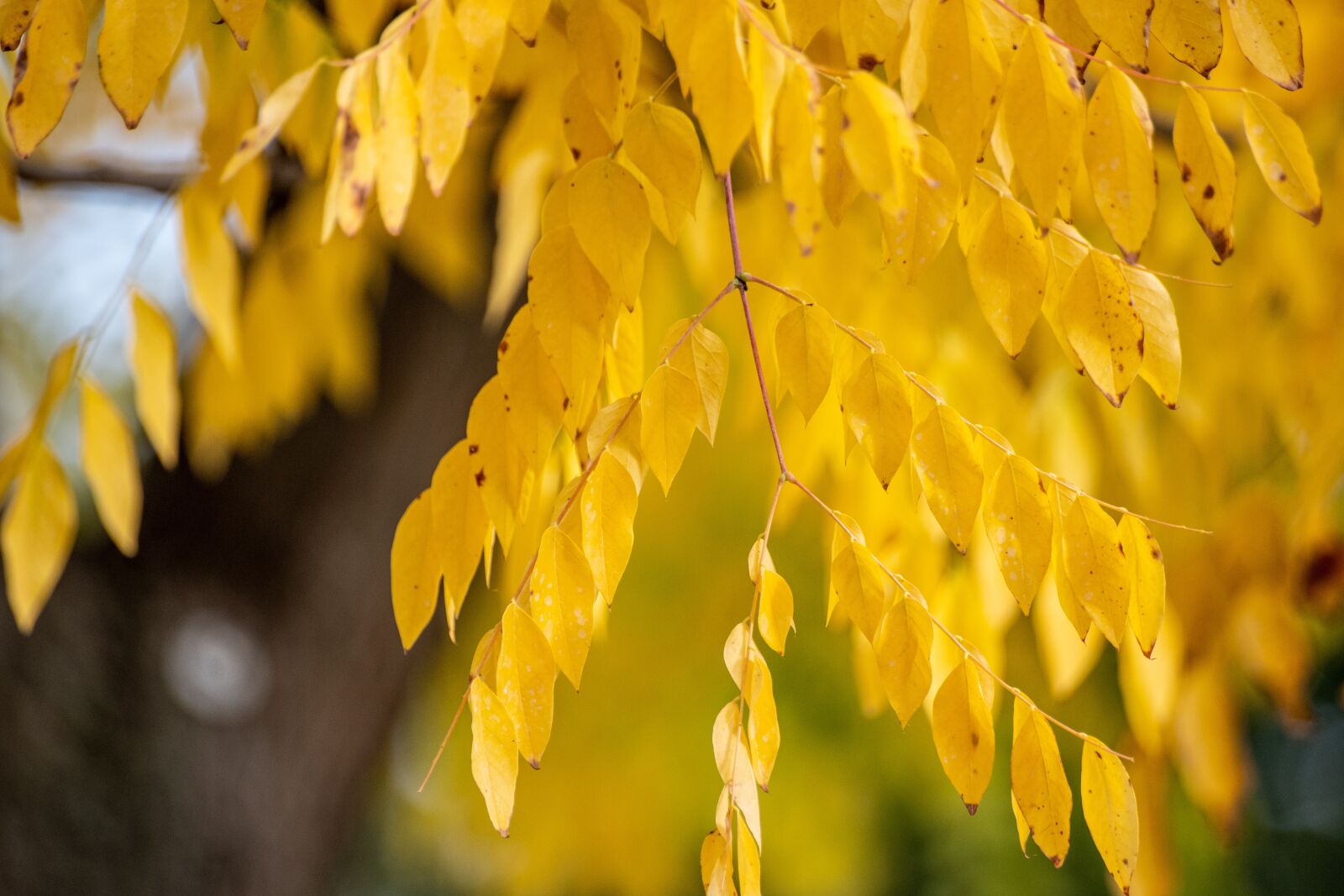 Pentax K-70 + Sigma sample photo. Autumn colours, yellow, fall photography