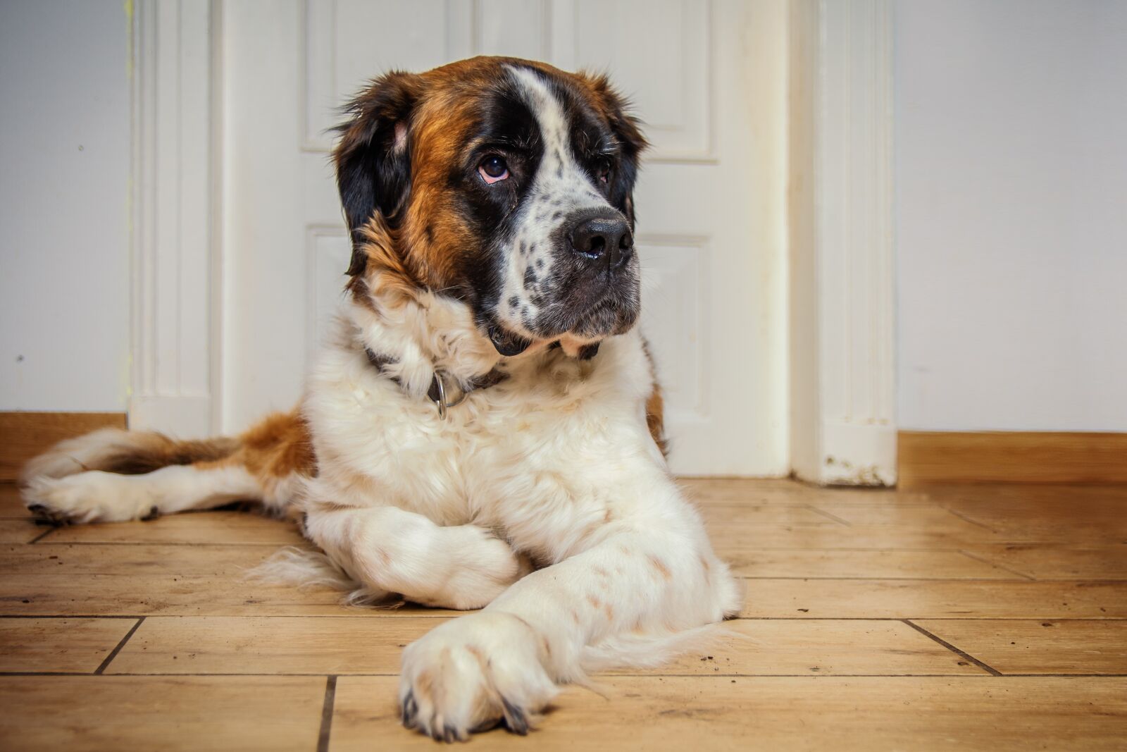 Nikon D7200 sample photo. Dog, st bernard, pet photography