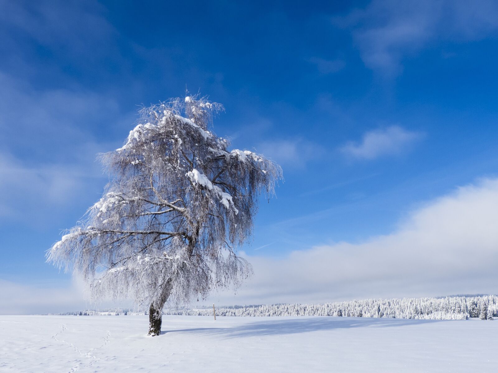 Panasonic Lumix DMC-FZ150 sample photo. Wintry, tree, snowy photography
