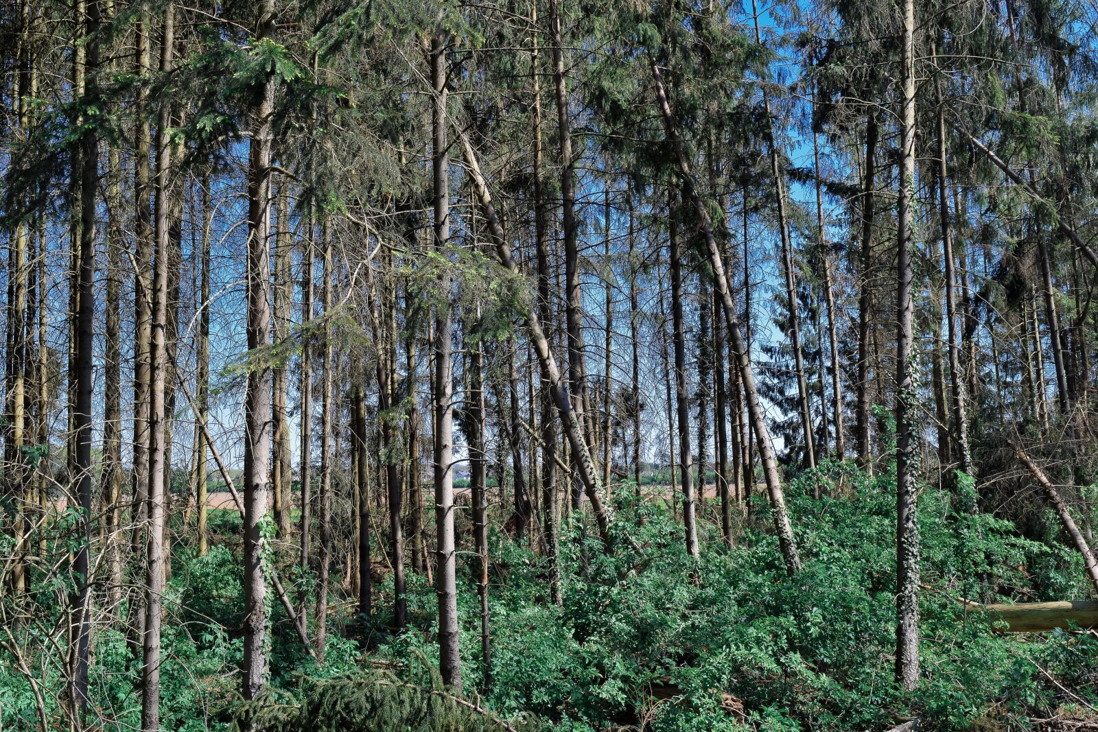 Nikon D3300 sample photo. Forest, trees, nature photography