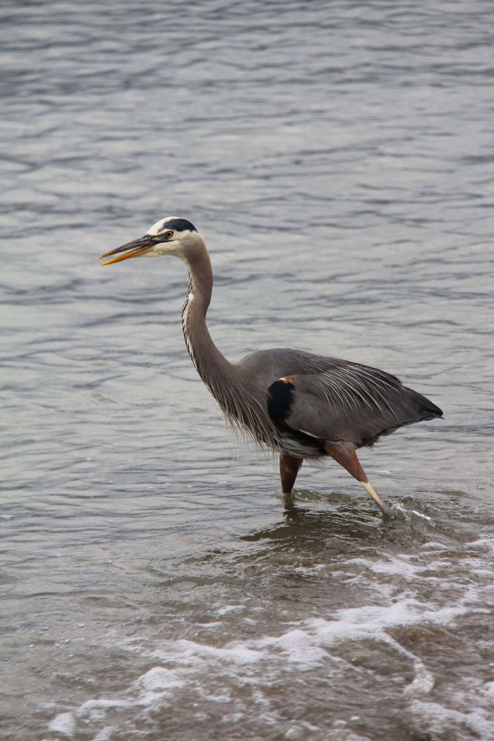 Canon EF-S 18-200mm F3.5-5.6 IS sample photo. Bird, water, wildlife photography