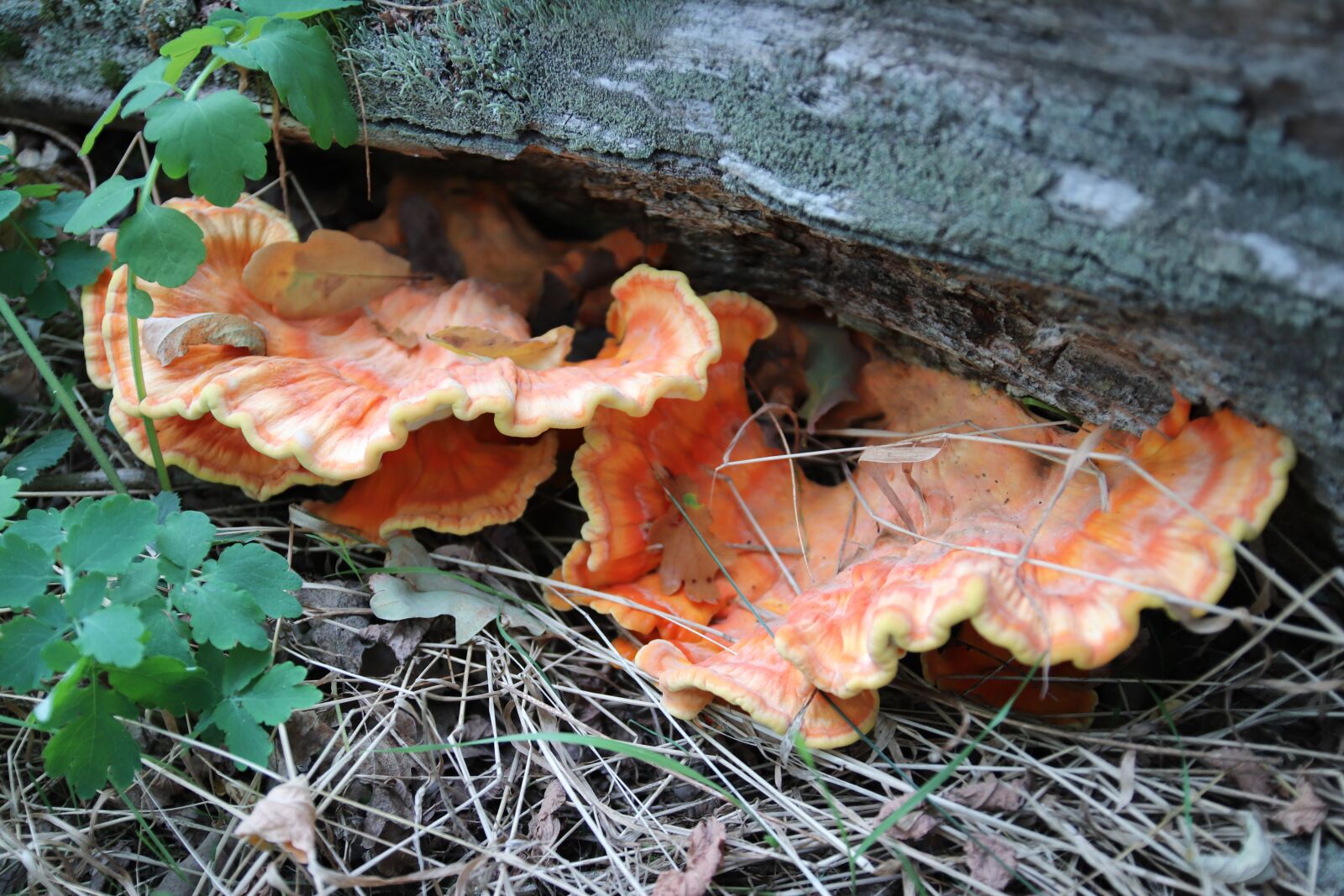 Canon EOS 77D (EOS 9000D / EOS 770D) sample photo. Meaner sulphur ovinus, mushrooms photography