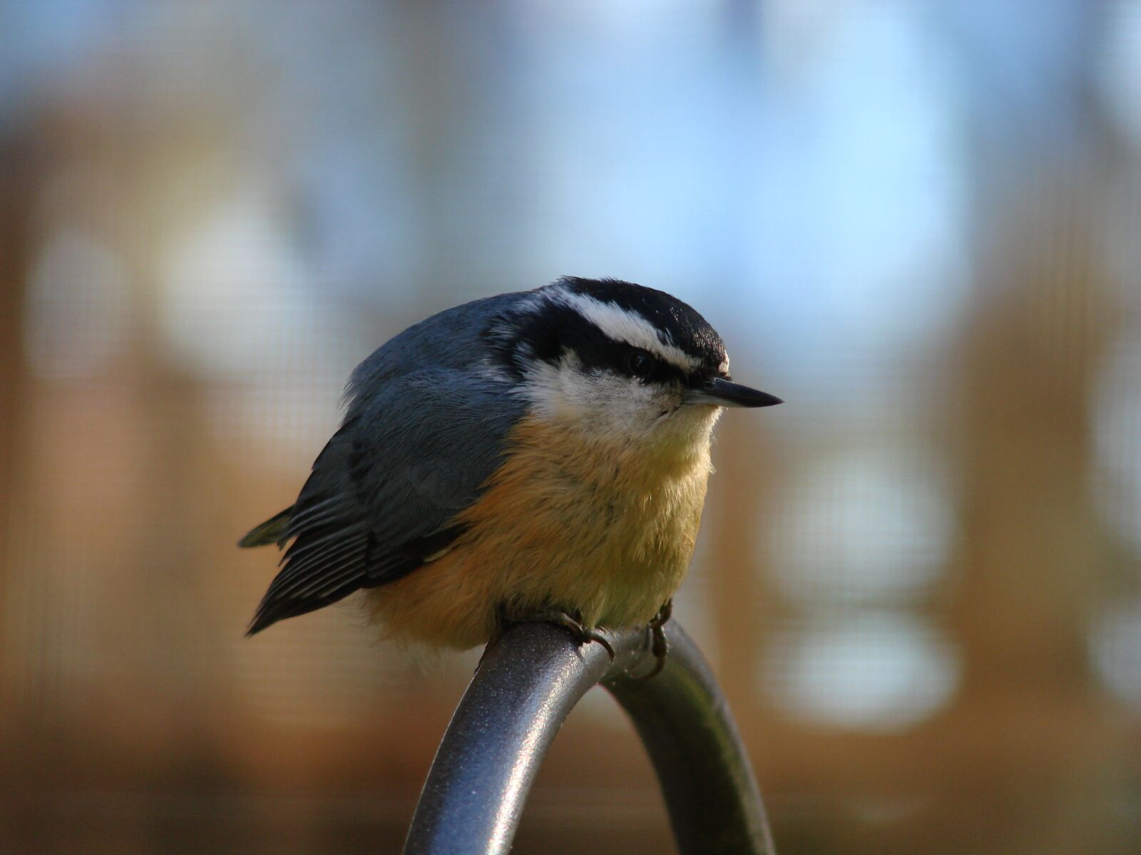 Sony DSC-H5 sample photo. Bird, red-breasted, nuthatch photography