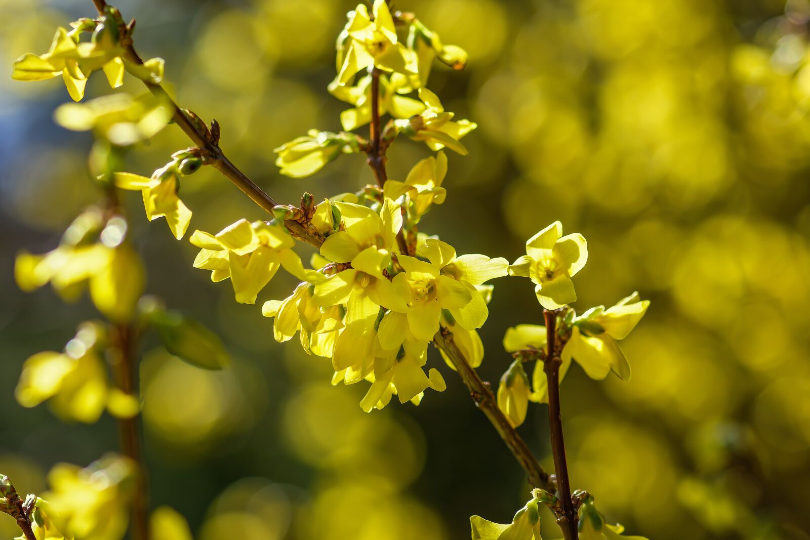 Nikon D7200 sample photo. Forsythia, gold lilac, flowers photography