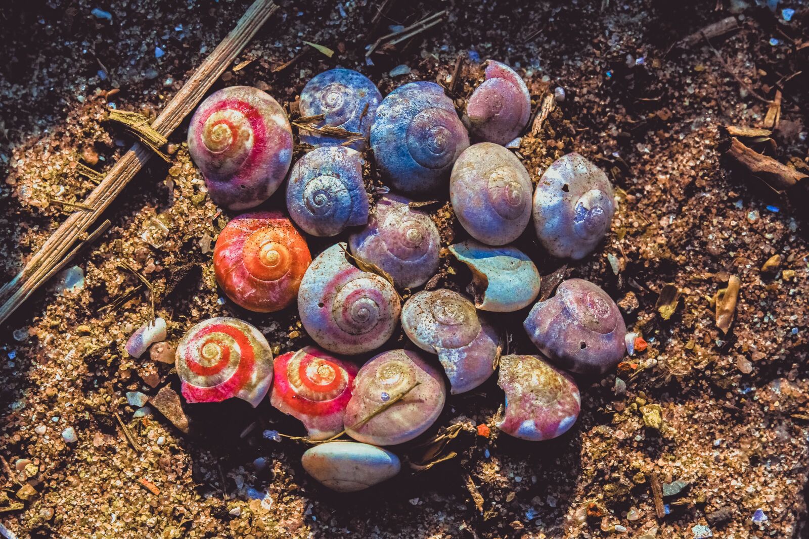 Canon EOS 7D sample photo. Shell, sea shell, beach photography