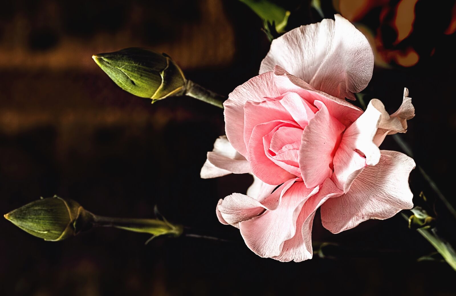 Canon EOS 70D sample photo. Flower, petal, bud, rose photography