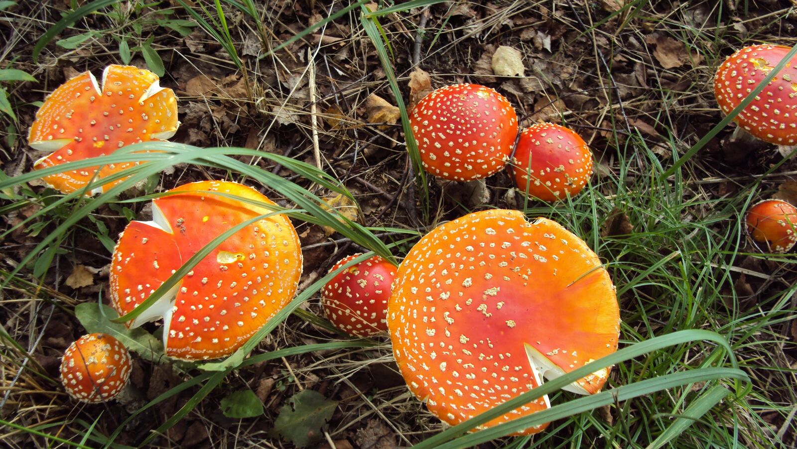 Sony DSC-W180 sample photo. Mushroom, nature, natural photography