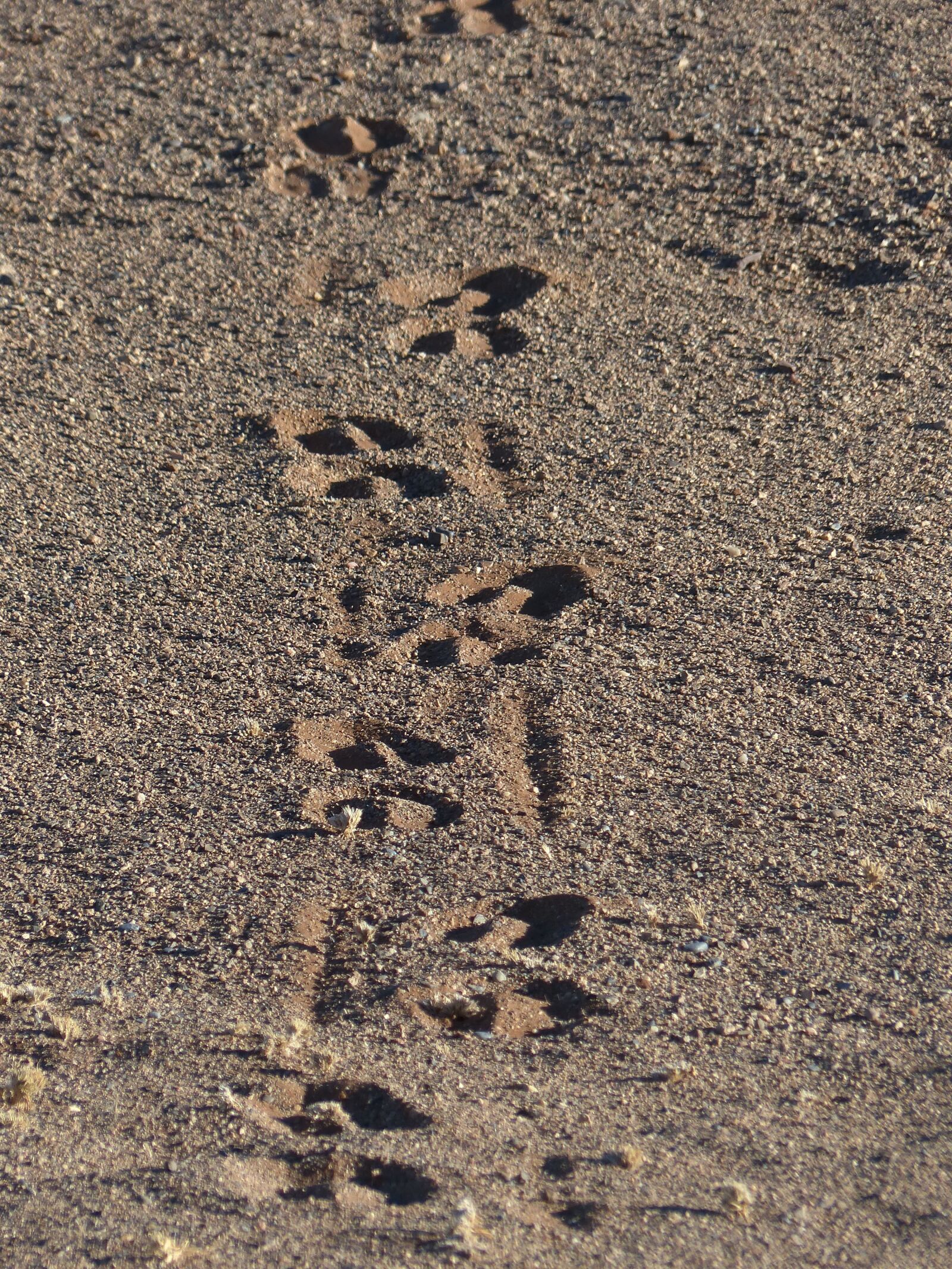 Panasonic Lumix DMC-FZ200 sample photo. Traces, wüstensand, footprints photography