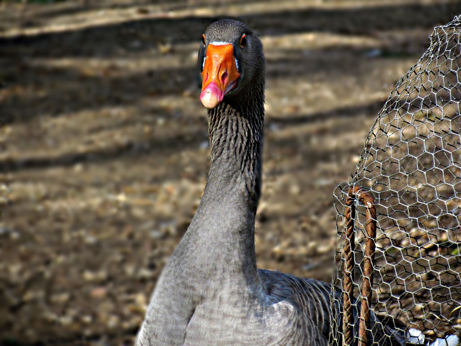 Canon PowerShot SX30 IS sample photo. Nature, birds, animals photography