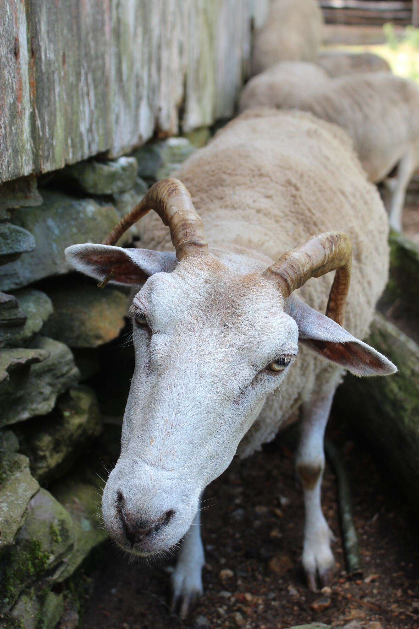 Canon EOS 600D (Rebel EOS T3i / EOS Kiss X5) + Canon EF-S 18-55mm F3.5-5.6 IS II sample photo. Sheep, horns, animal photography