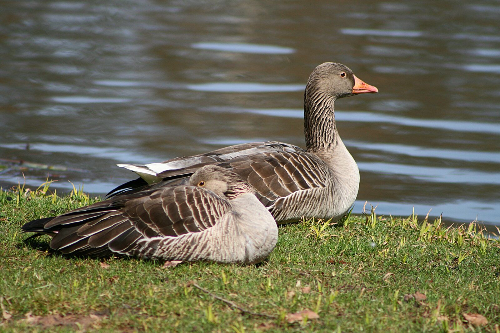 Canon EOS 400D (EOS Digital Rebel XTi / EOS Kiss Digital X) sample photo. Goose, nature, bird photography