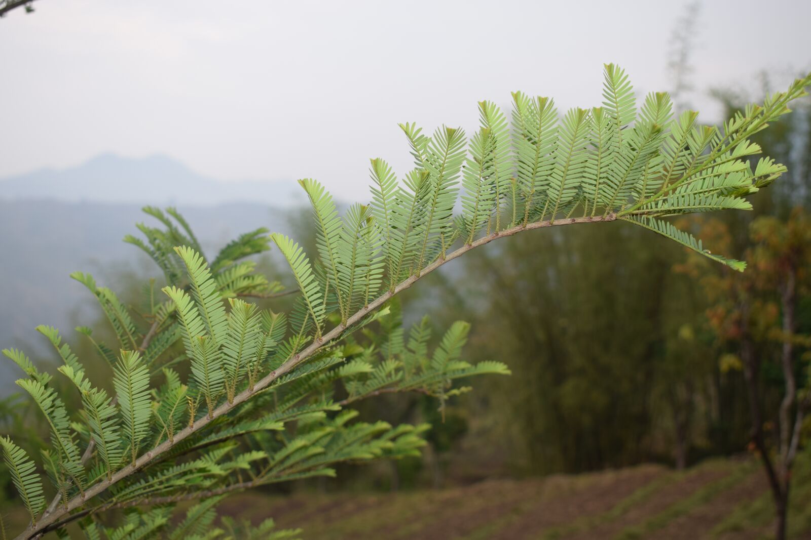 Nikon D5300 sample photo. Tree, leaf, forest photography