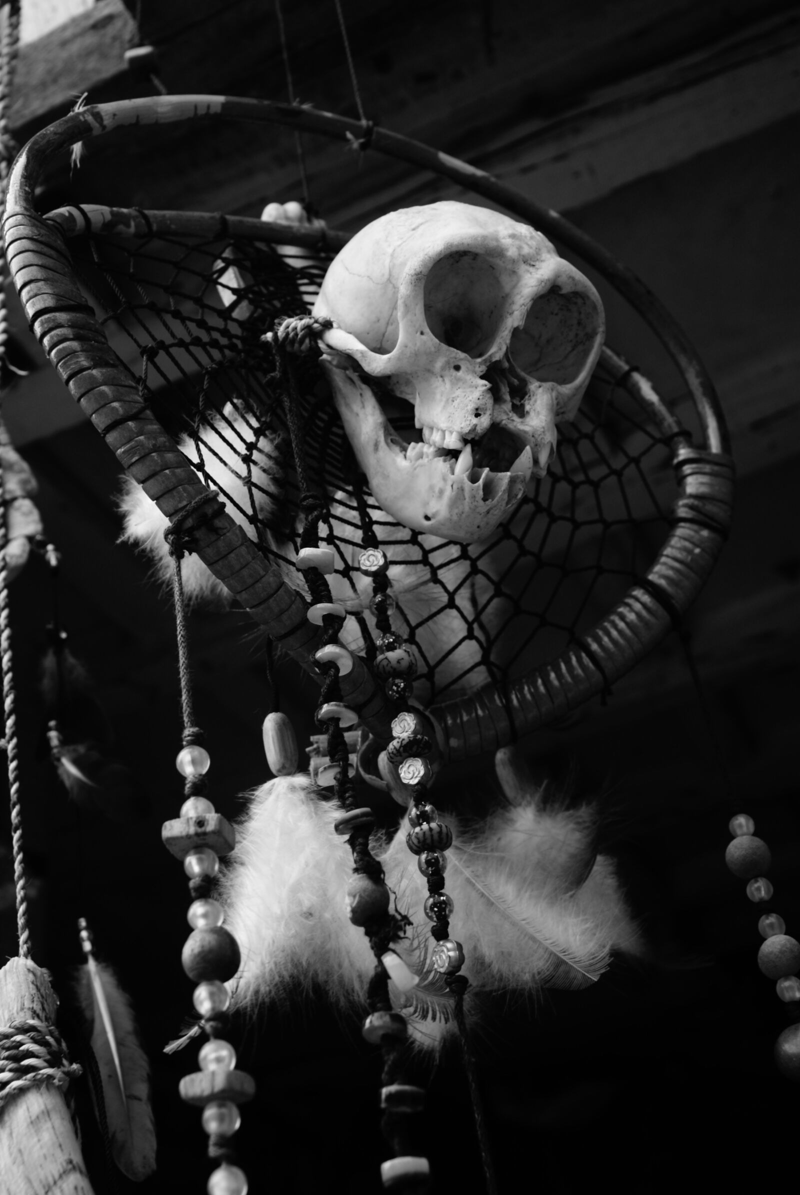 Sony Alpha DSLR-A200 sample photo. Skull, halloween, horror photography