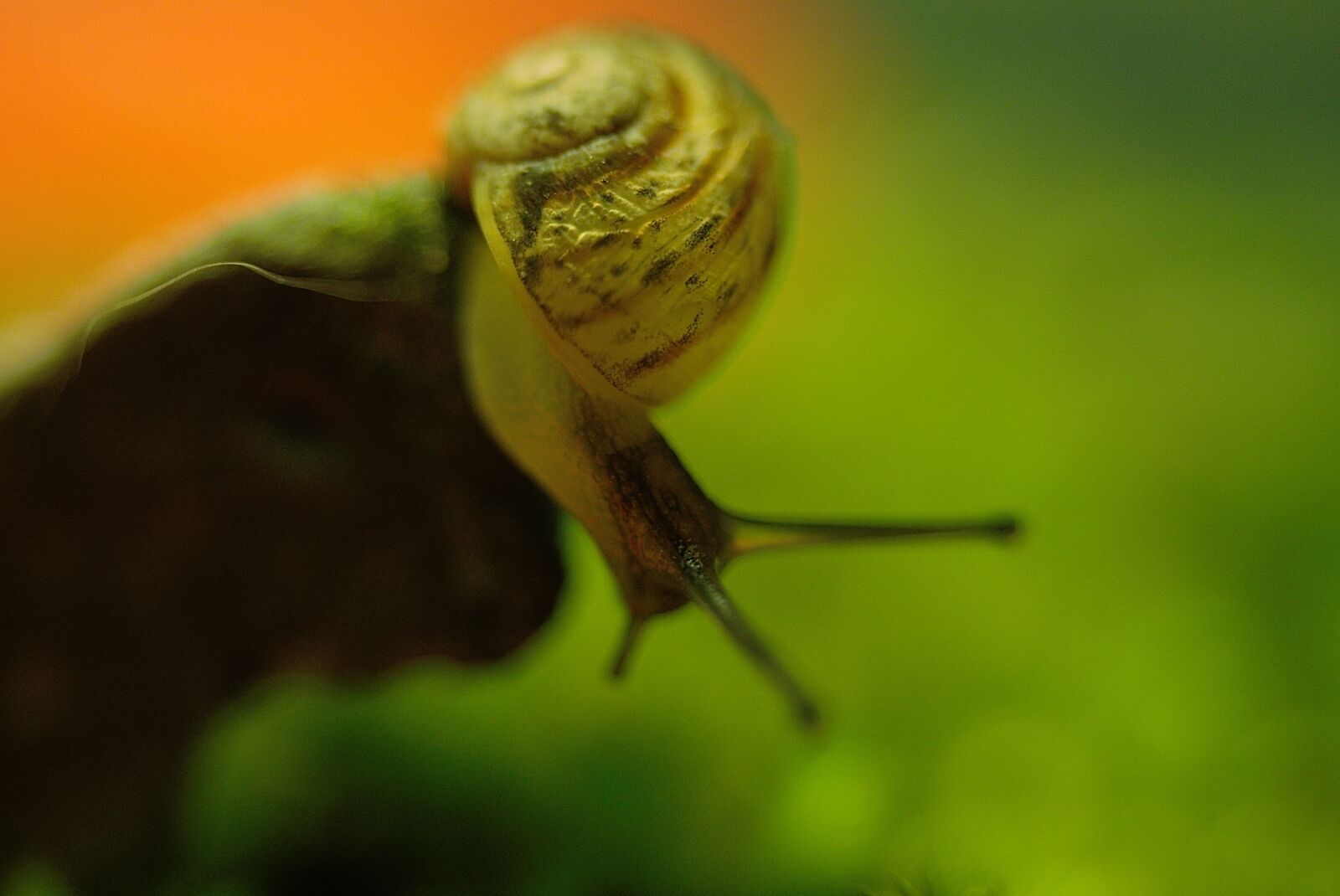 Canon EOS 1100D (EOS Rebel T3 / EOS Kiss X50) sample photo. Snail, shell, creature photography