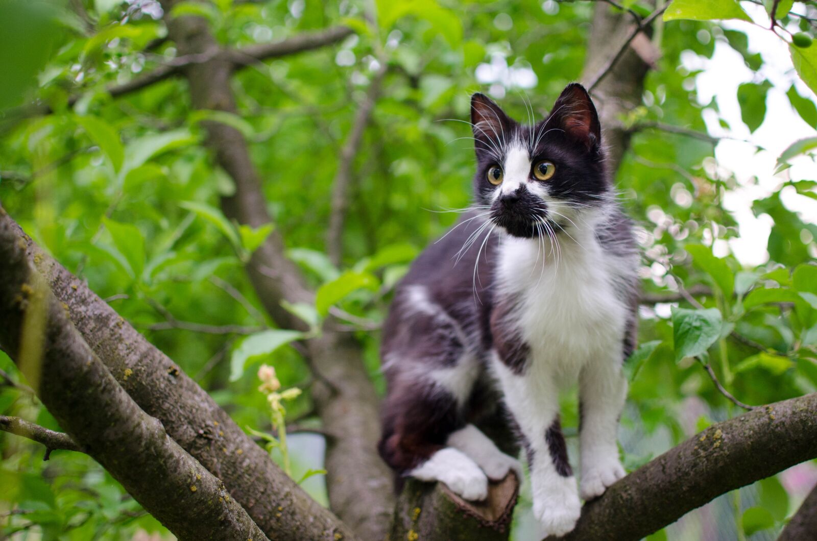 Nikon D7000 sample photo. Cat, domestic cat, animal photography
