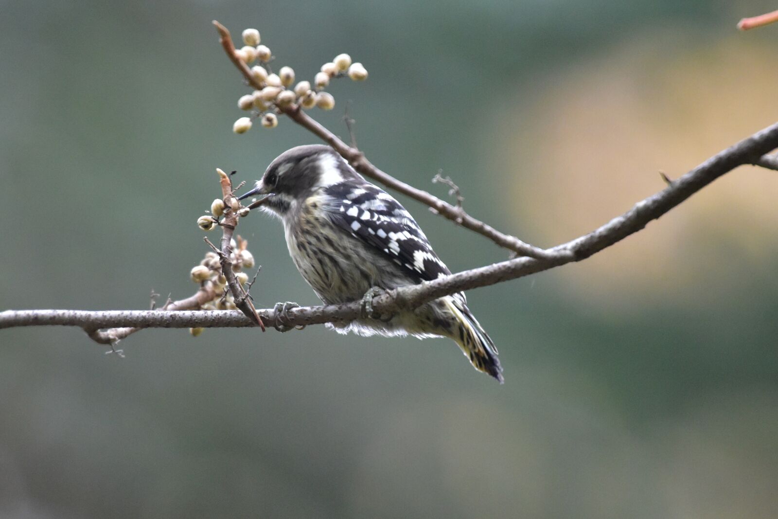 Nikon D810 sample photo. Natural, outdoors, wild animals photography