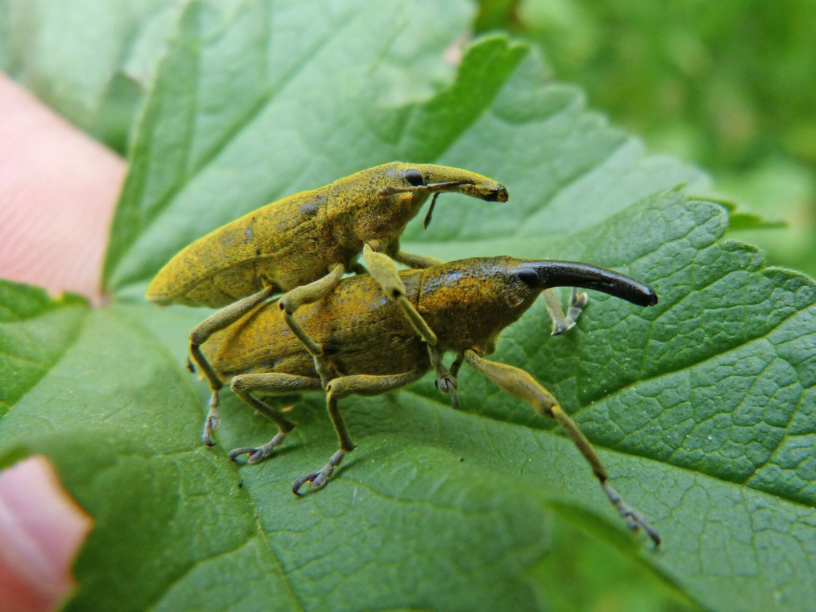 Panasonic DMC-FZ62 sample photo. Lixus angustatus, lixus, beetle photography