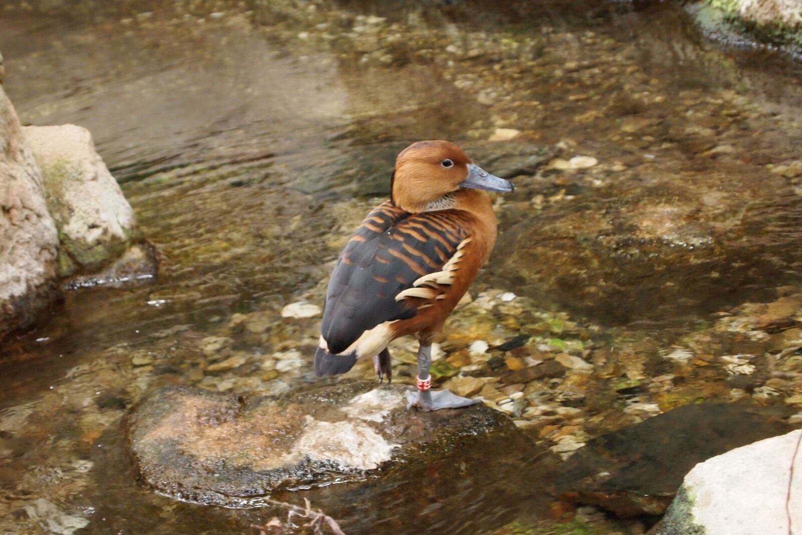 Olympus PEN E-PL1 sample photo. Animals, zoo, tropical photography
