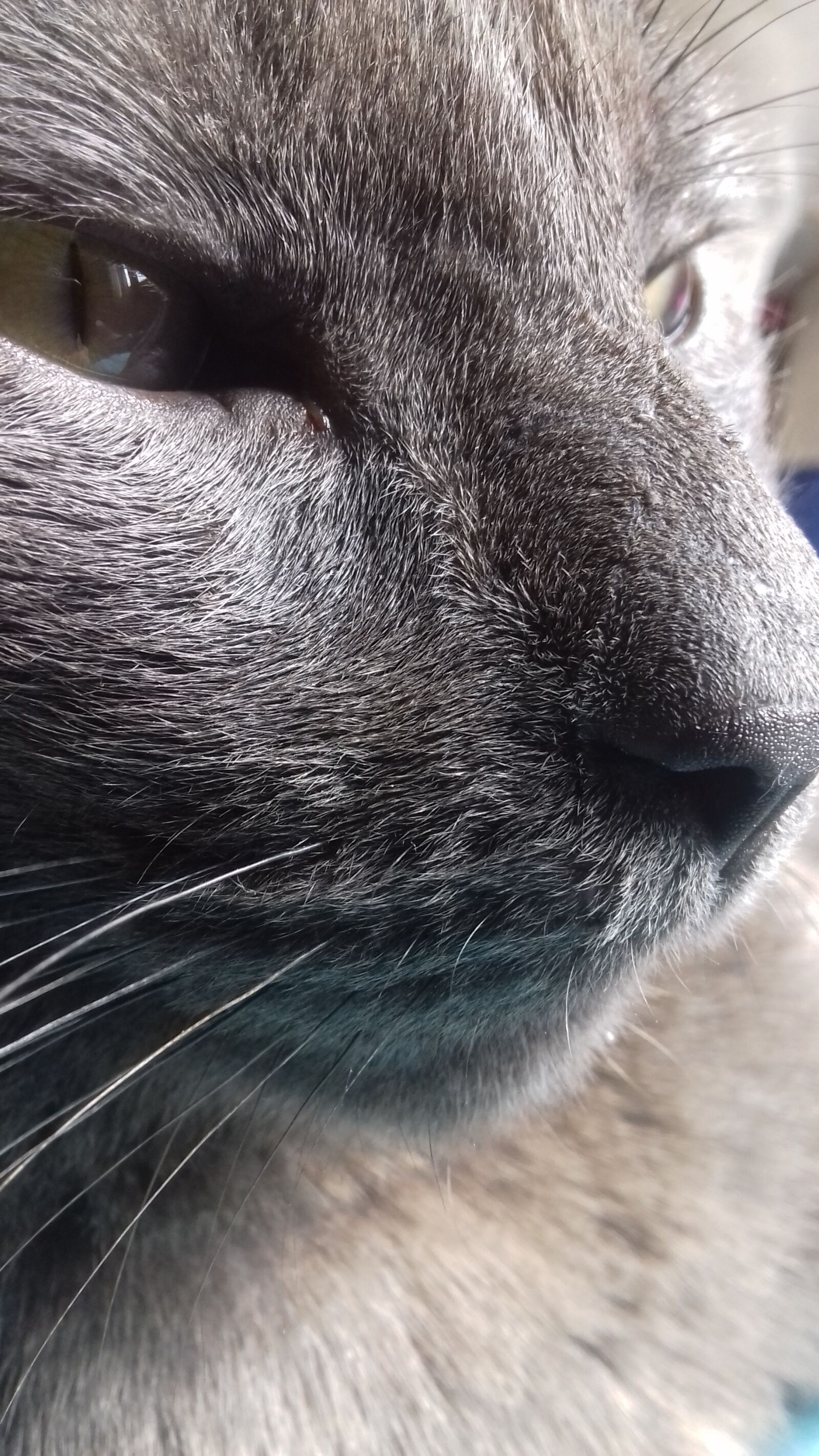 Samsung Galaxy J3(2016) sample photo. Cat, labor, anything photography