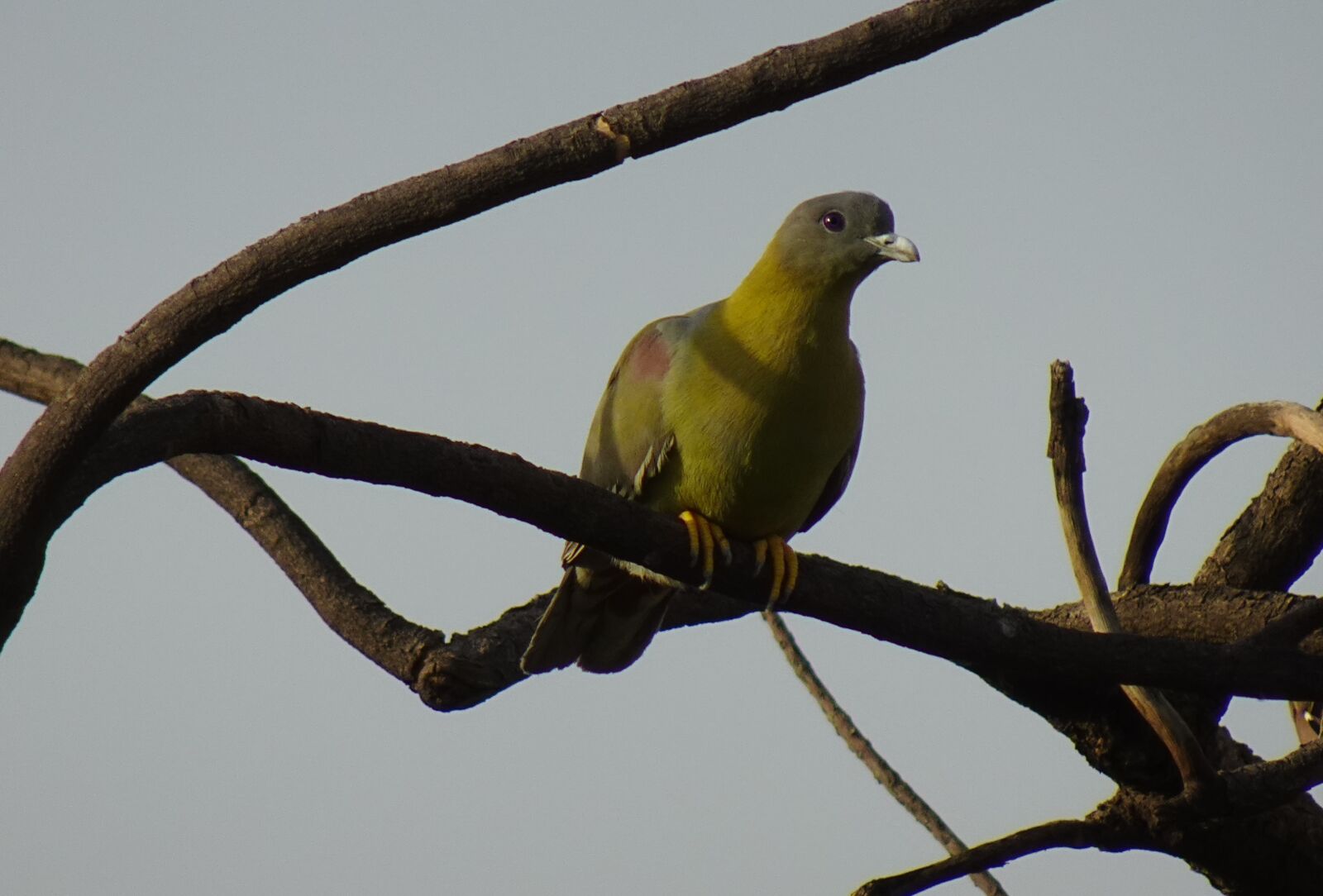 Sony DSC-WX800 sample photo. Bird, pigeon, yfgp photography