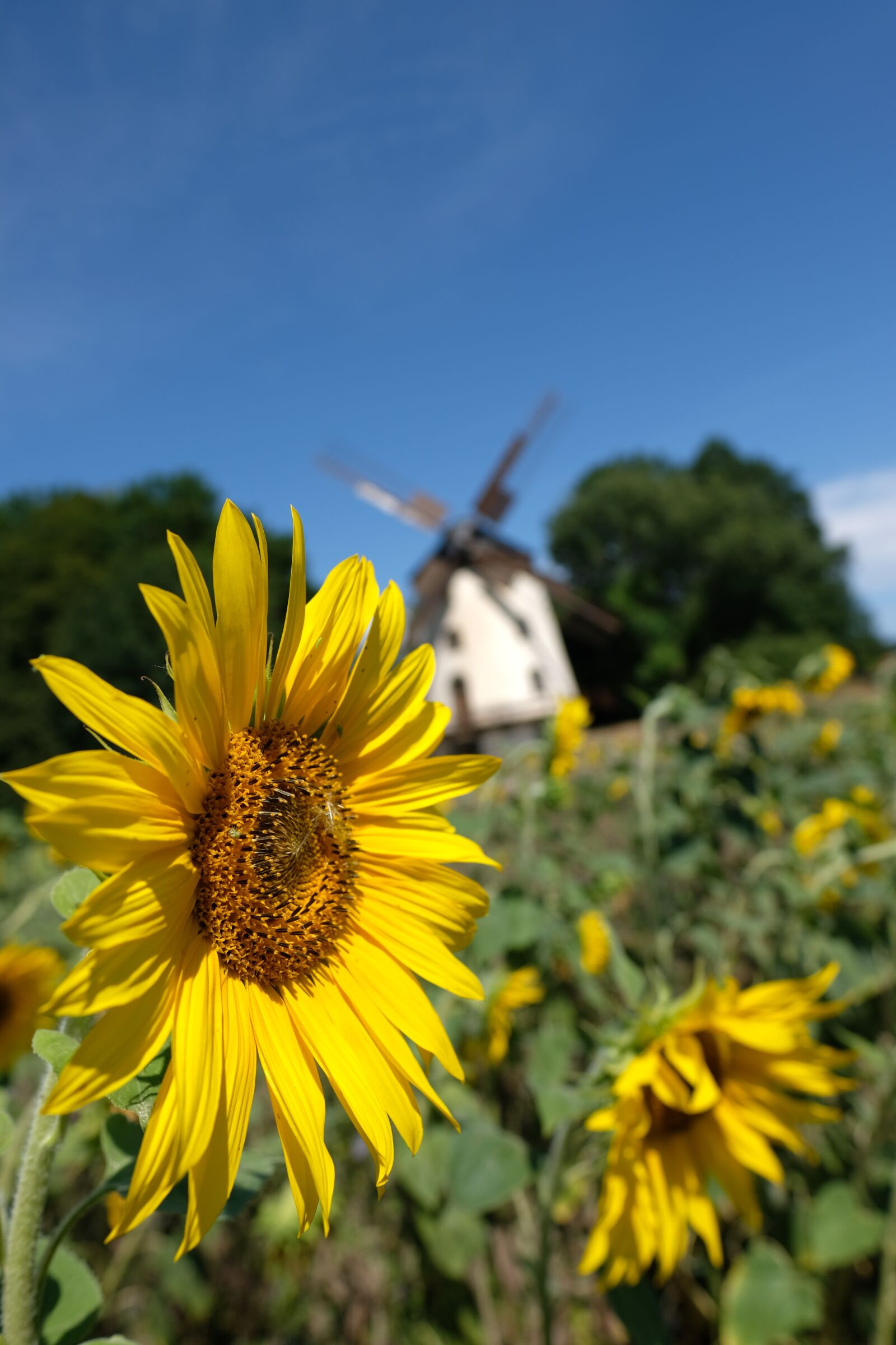 Fujifilm X-T2 + Fujifilm XF 16mm F1.4 R WR sample photo. Dresden, windmill, sunflower photography