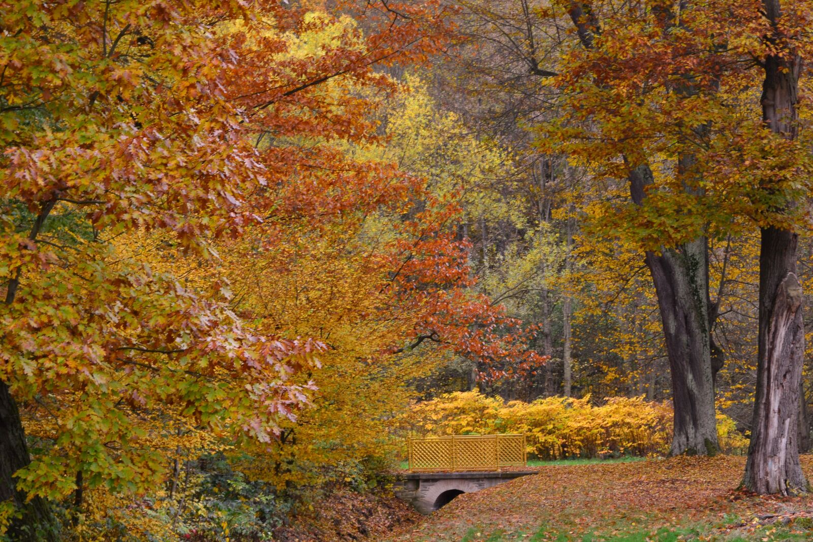 Nikon D5200 sample photo. Autumn, greizer park, fall photography
