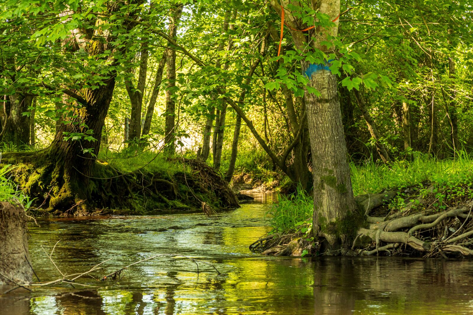 Sony E PZ 18-105mm F4 G OSS sample photo. Creek, stream, creek bank photography