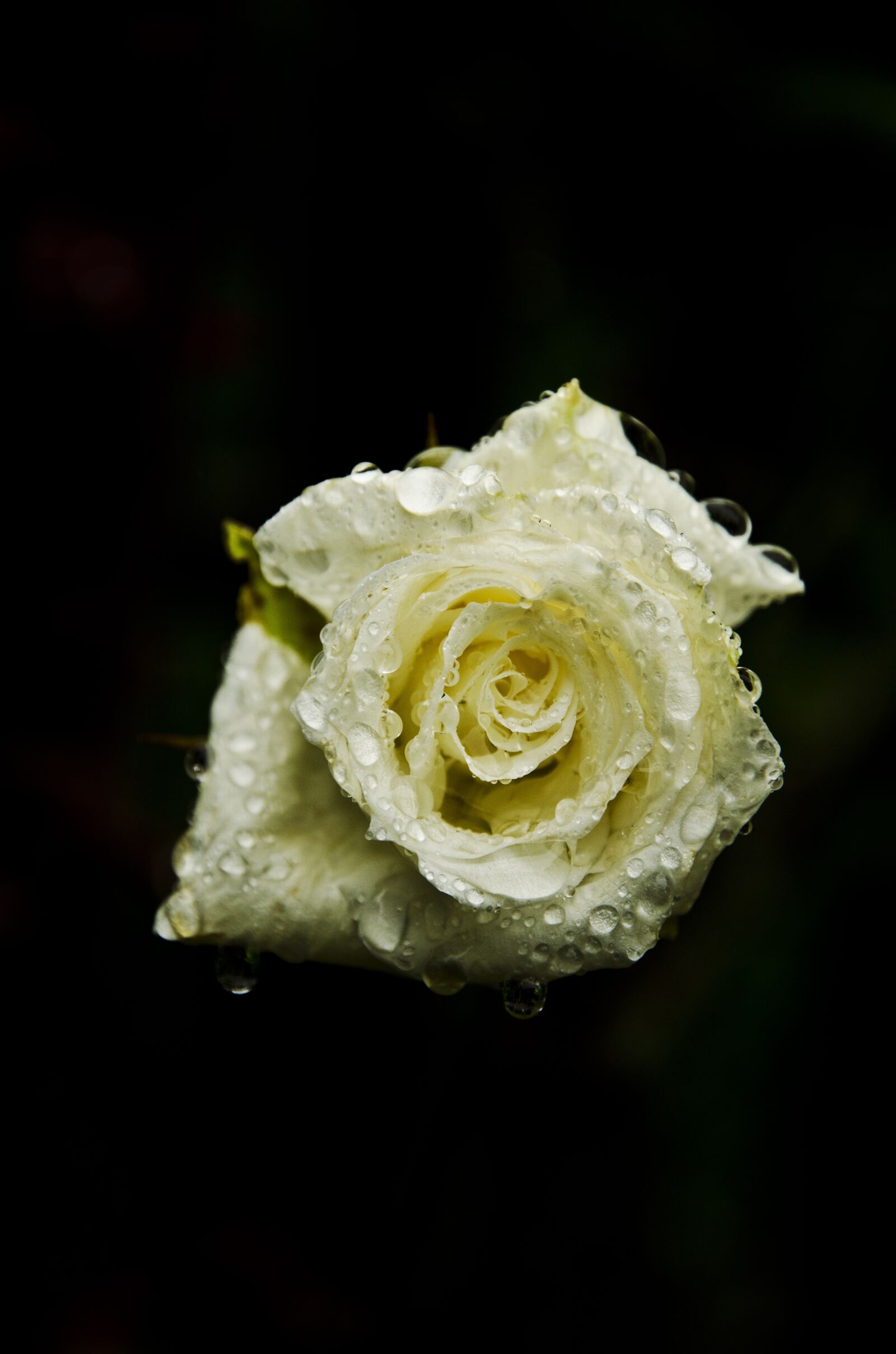 Nikon D7000 sample photo. Rose, nature, flower photography