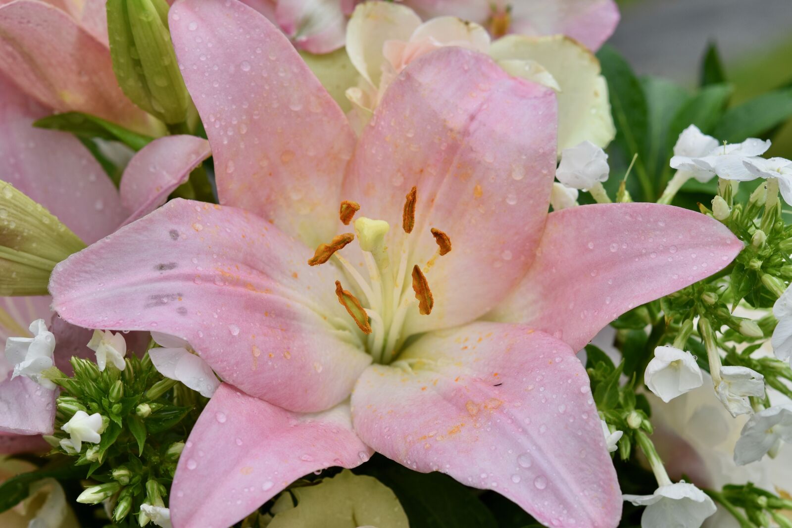 Nikon D5600 sample photo. Flower, fleur de lys photography