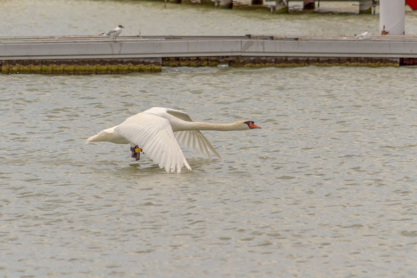 Canon EOS 1300D (EOS Rebel T6 / EOS Kiss X80) + EF75-300mm f/4-5.6 sample photo. Swan, bird, waterfowl photography