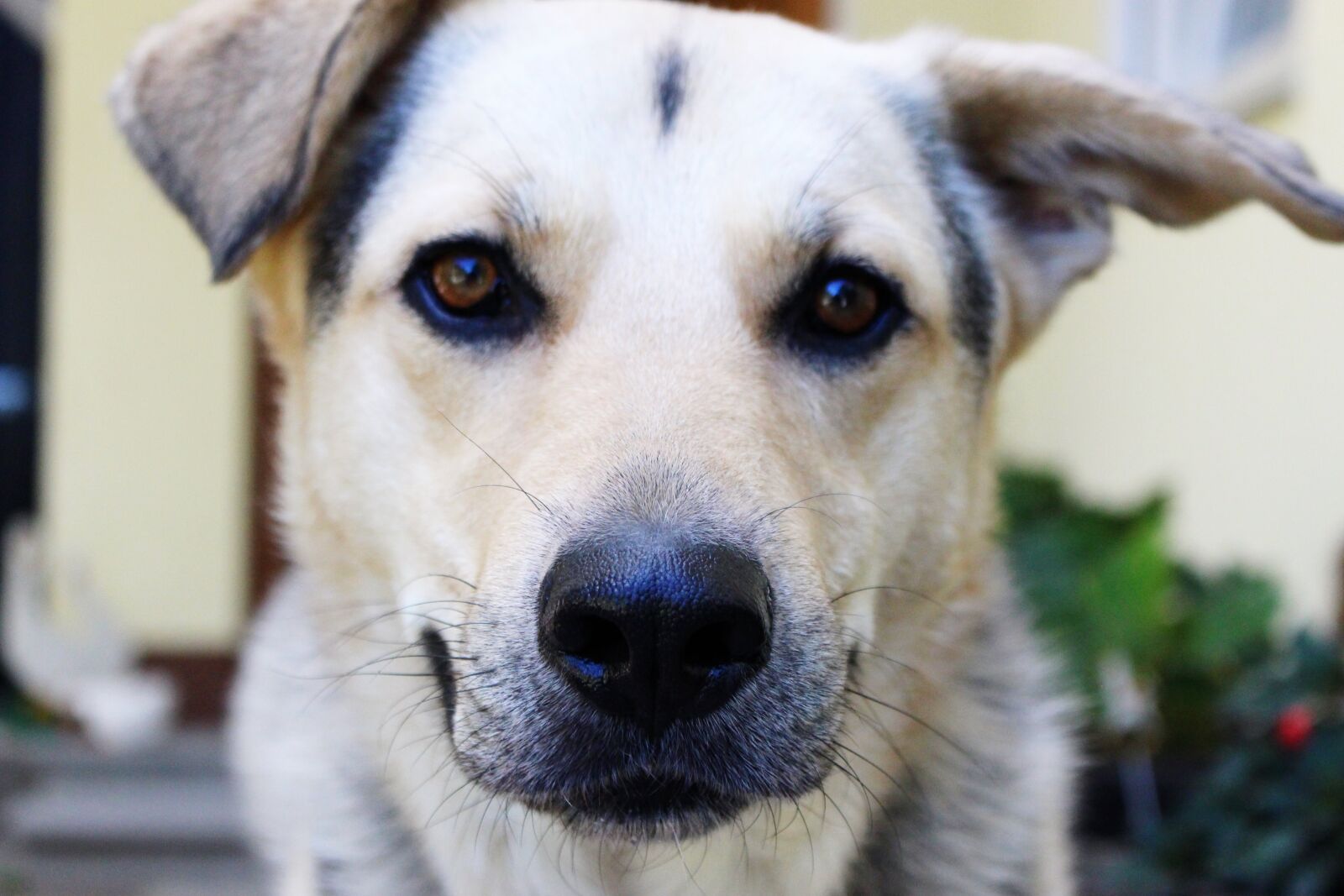 Canon EOS 700D (EOS Rebel T5i / EOS Kiss X7i) sample photo. Dog, close up, pet photography