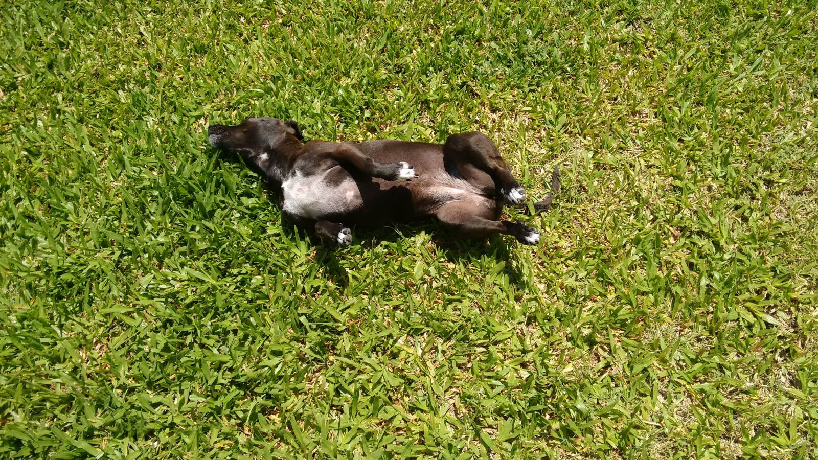 Motorola Moto G (2nd Gen) sample photo. Photo, grass, dog photography
