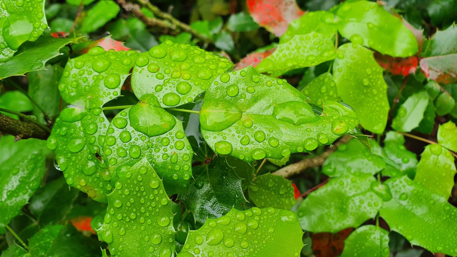 Samsung SM-G975F sample photo. Leaves, drop of water photography
