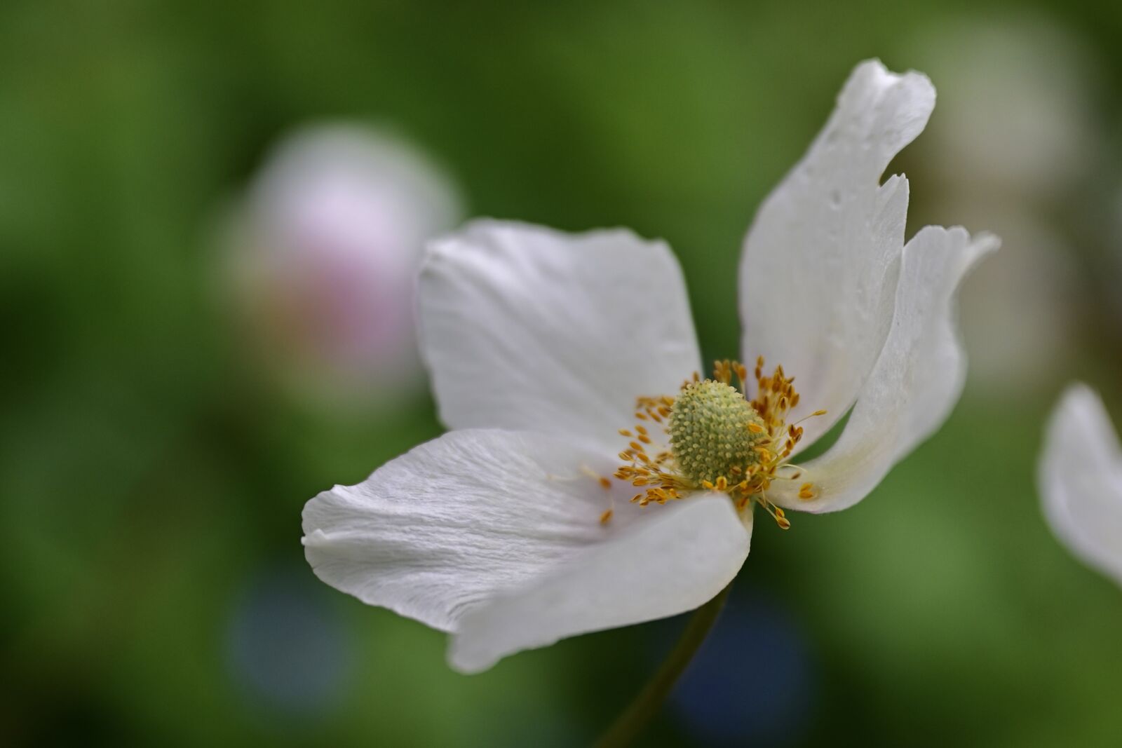 Nikon Nikkor Z 24-70mm F2.8 S sample photo. Anemone, flower, blossom photography