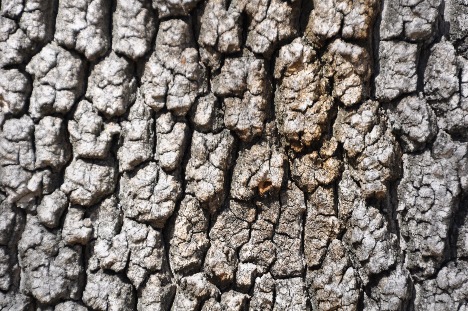 Nikon D90 sample photo. Trunk of tree, wood photography
