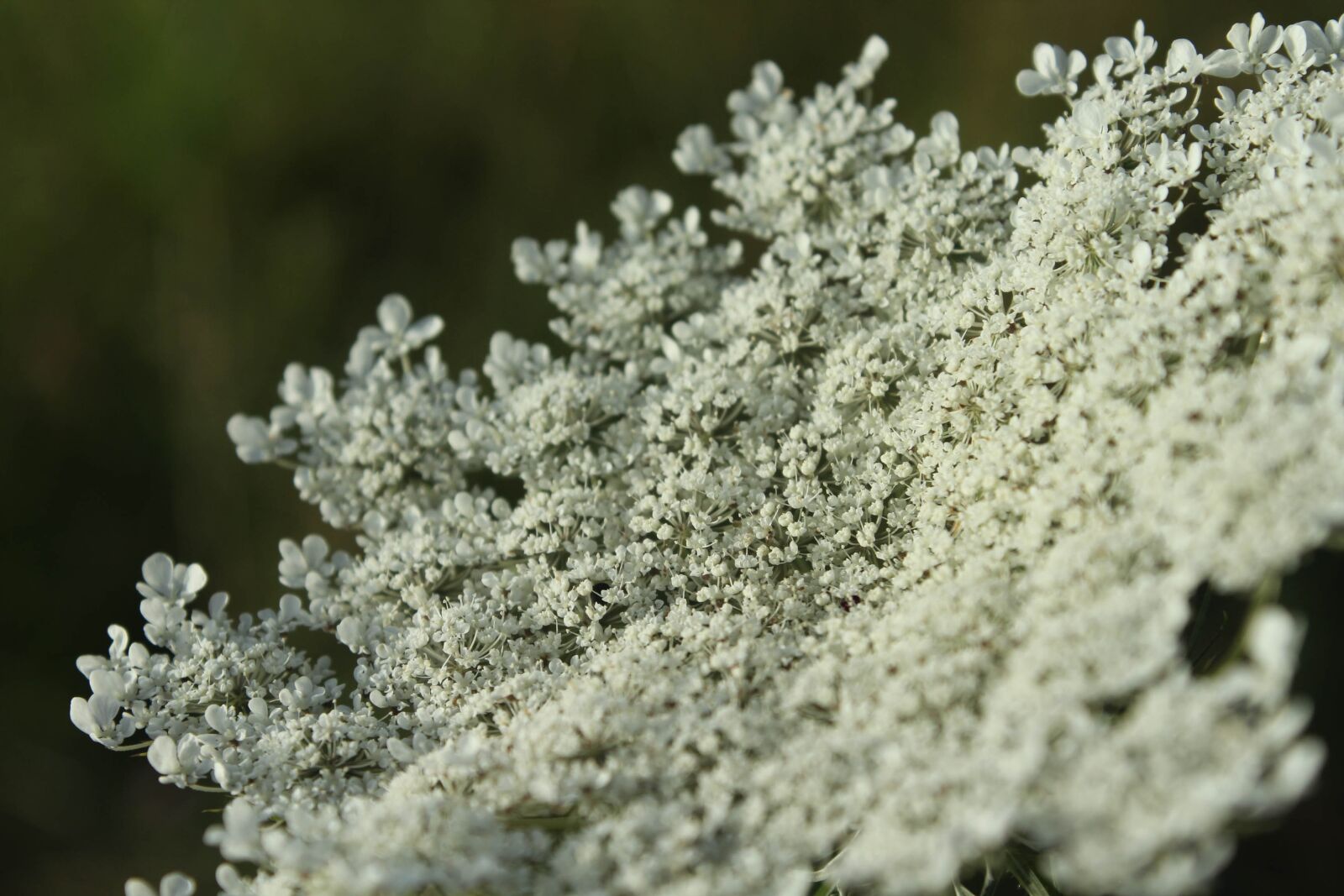 Canon EOS 1300D (EOS Rebel T6 / EOS Kiss X80) sample photo. Queen anne's lace, canon photography