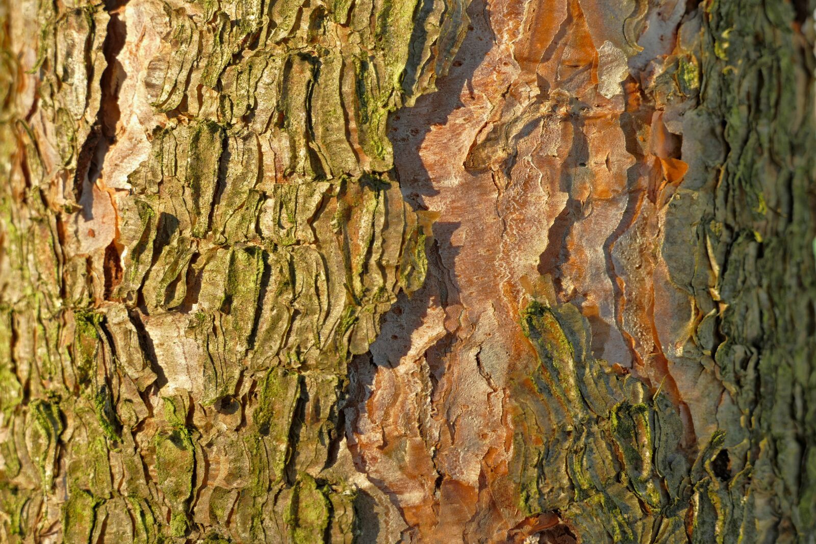 Panasonic Lumix DMC-FZ1000 sample photo. Tree, bark, wood photography