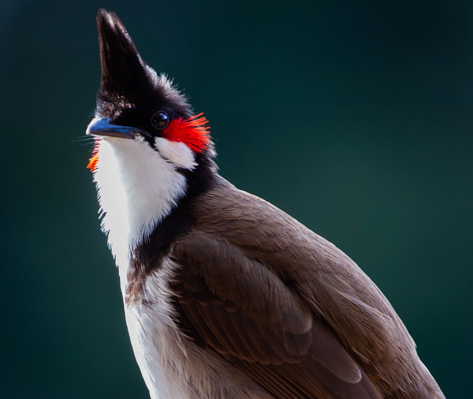 Canon EF 70-200mm F4L USM sample photo. Red whiskered bulbull, bulbull photography