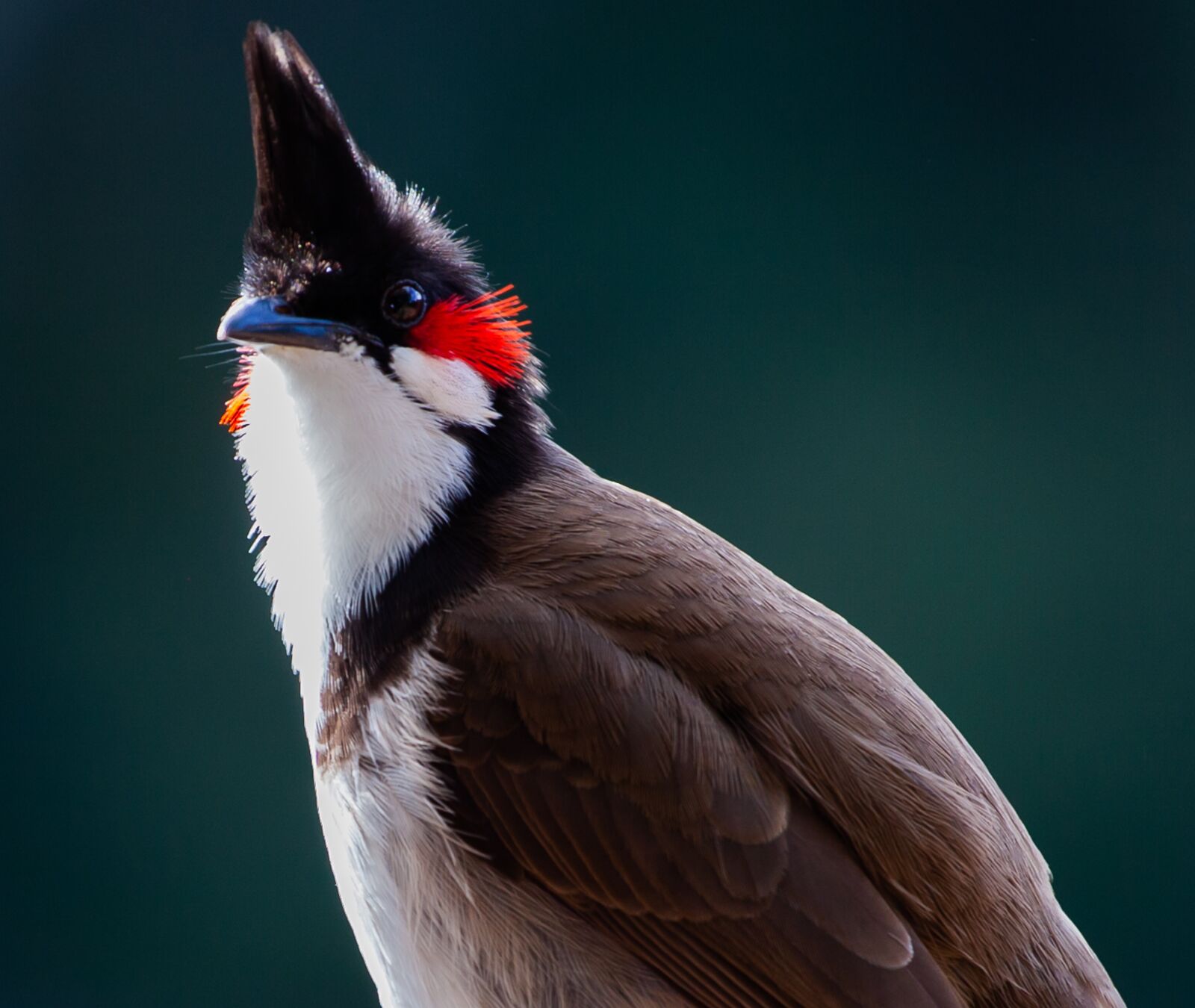 Canon EOS 5D Mark II + Canon EF 70-200mm F4L USM sample photo. Red whiskered bulbull, bulbull photography