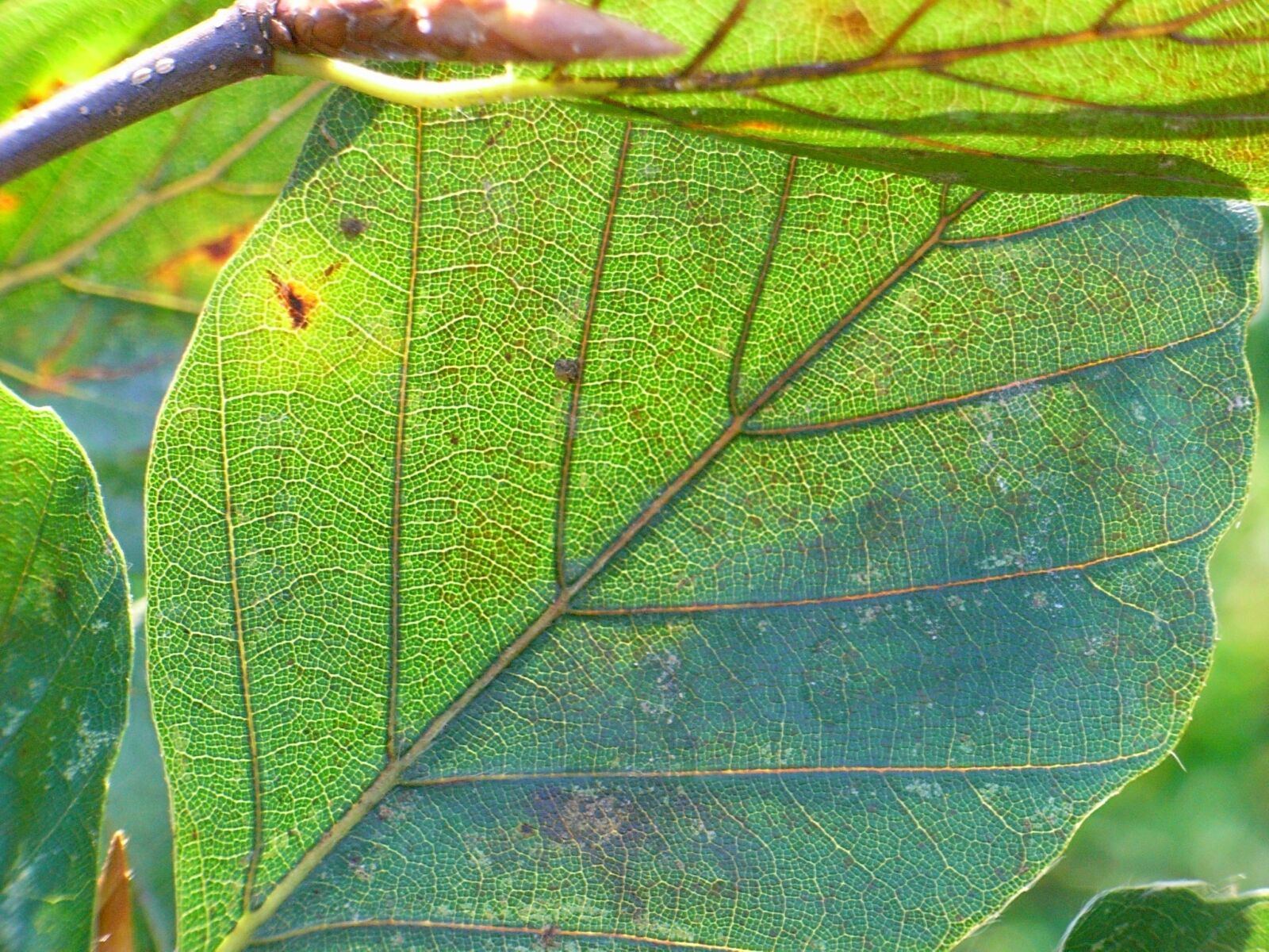 Ricoh Caplio R5 sample photo. Leaf, hanging beech, green photography