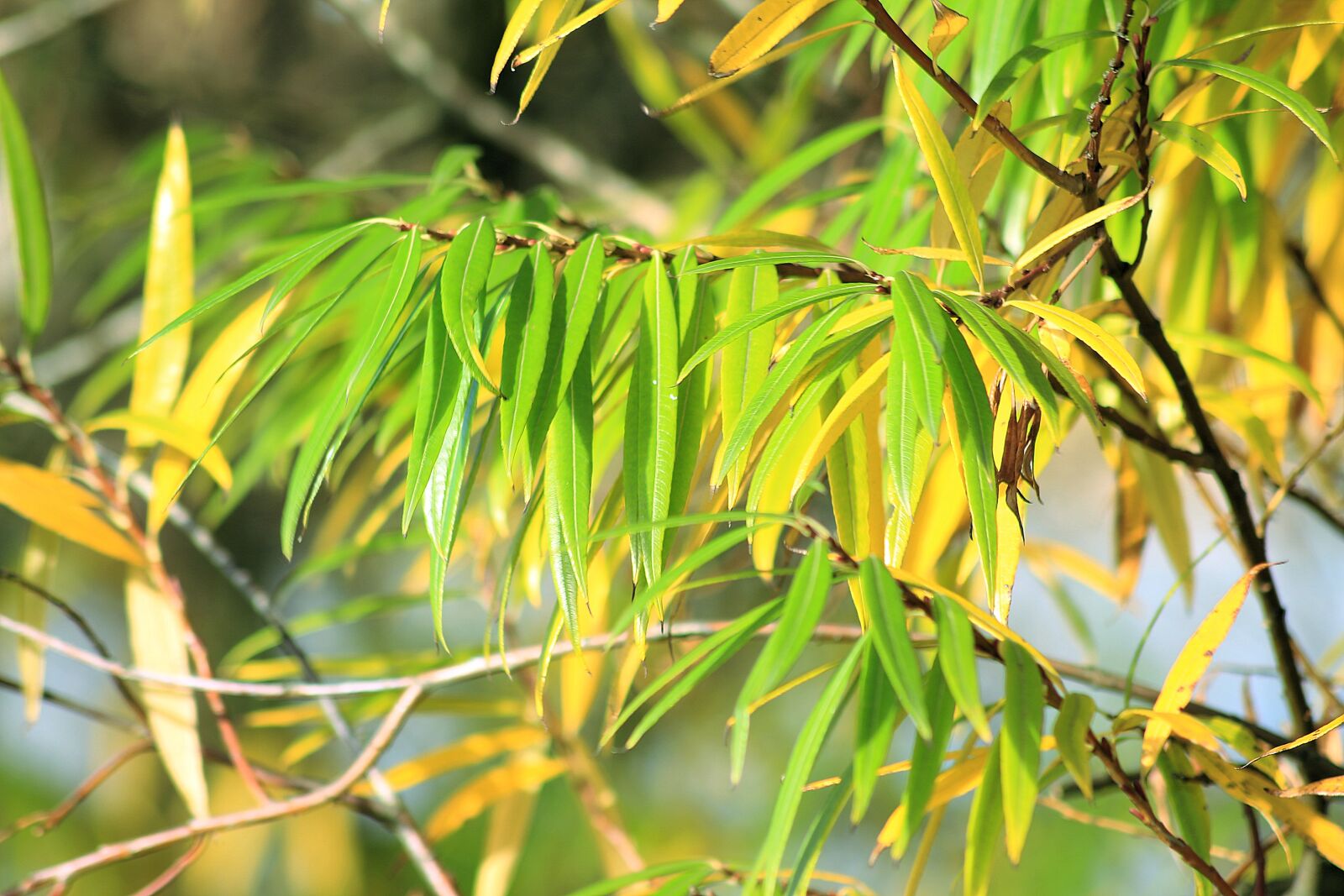 Canon EOS 700D (EOS Rebel T5i / EOS Kiss X7i) sample photo. Fall foliage, green, yellow photography