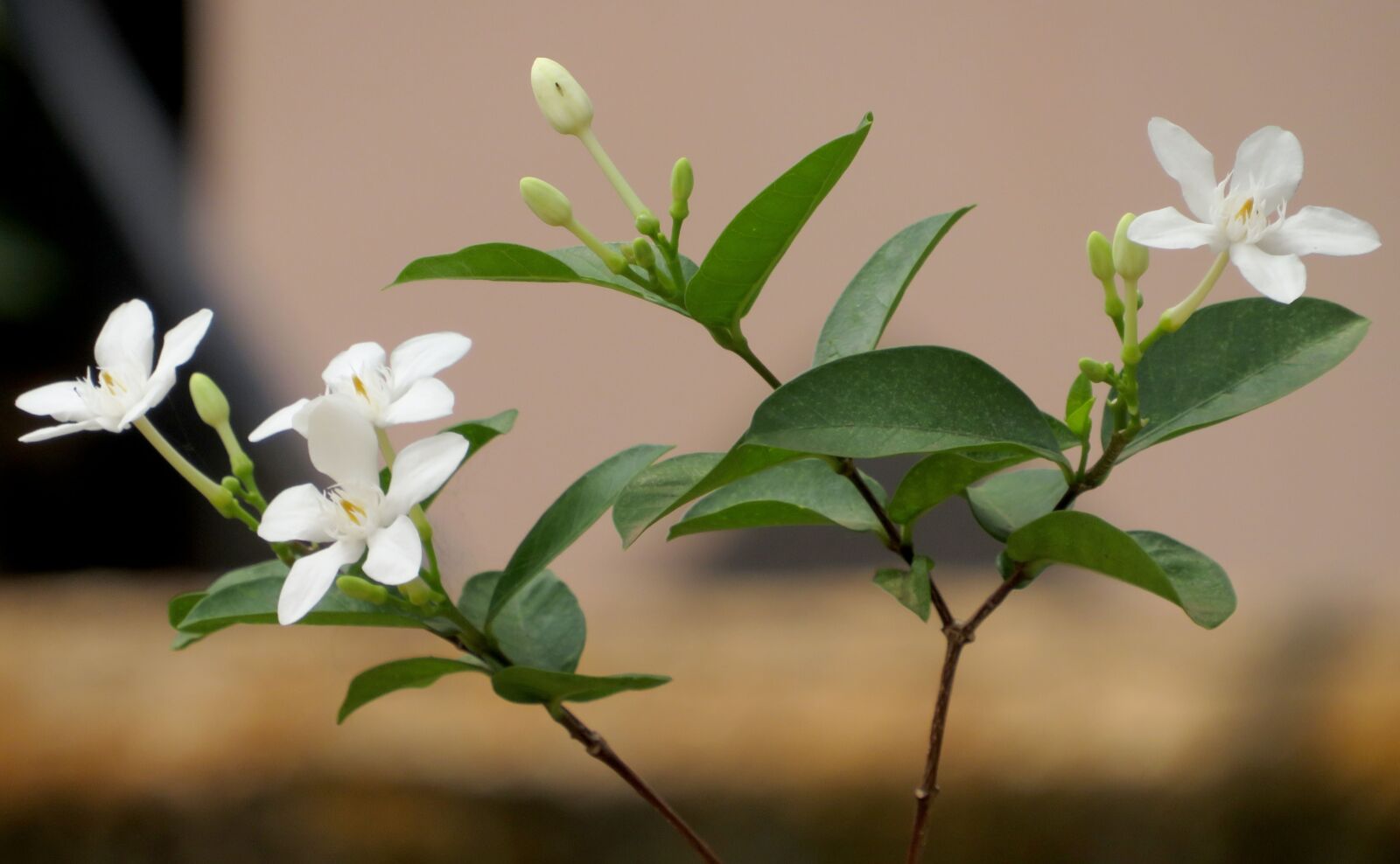 Canon PowerShot SX540 HS sample photo. White, green, flower photography